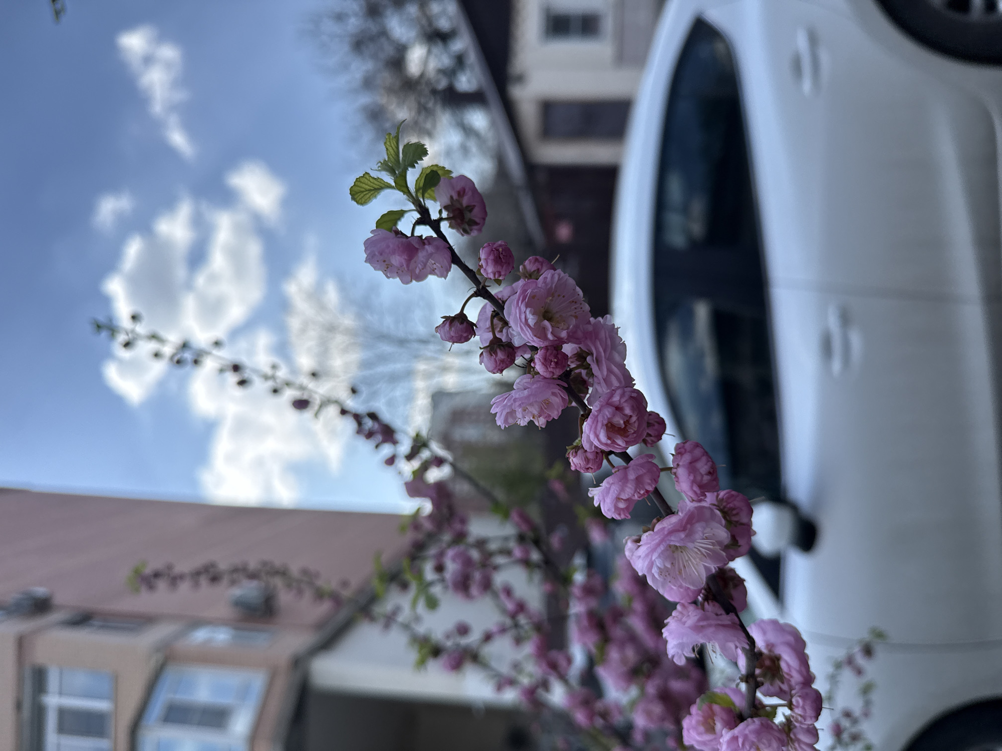 The image displays a close-up of a flowering branch, vibrant with numerous pink blossoms and fresh green leaves, positioned in the foreground and sharply in focus. The delicate pink flowers exhibit multiple petals and some have visible light-colored stamens. The background is softly blurred, creating a shallow depth of field.
In the blurred background, a clear blue sky with scattered white clouds is visible on the left side of the frame. Towards the right, a significant portion of a white car, likely a sedan or hatchback, is out of focus. Further in the distance, indistinct outlines of residential buildings with brown roofs and windows can be perceived through the blur.
The scene captures a serene moment during what appears to be a bright daytime in springtime, indicated by the blossoming flowers and natural light. The setting combines natural beauty with urban or suburban elements, suggesting the image was taken in a developed area. No specific activity is taking place, and no text is visible within the frame.