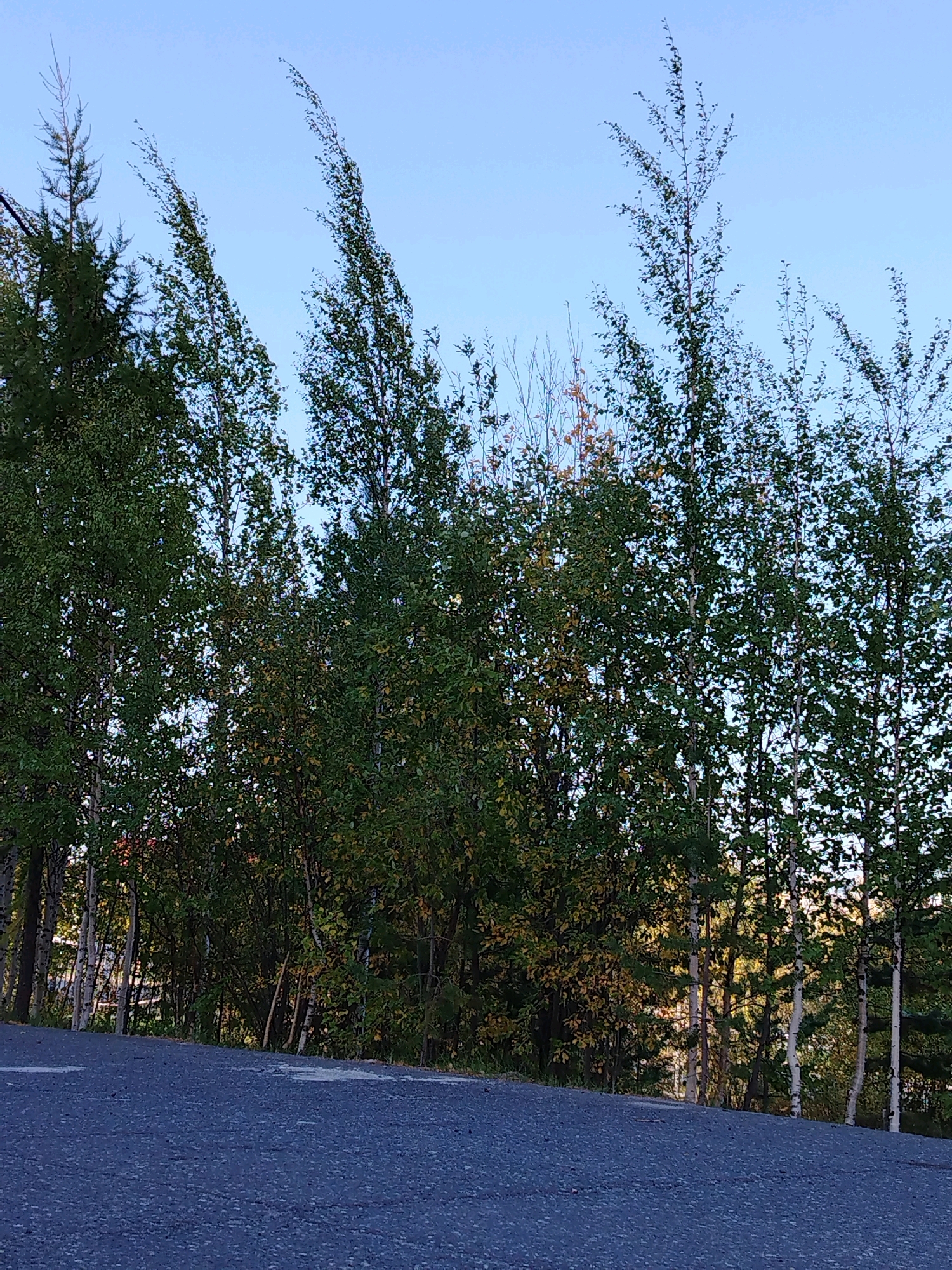 The image shows a view of a wooded area with several trees, predominantly birches with their characteristic white bark, against a clear blue sky. The trees are dense and leafy, with some showing hints of autumn colors in their foliage. The ground in the foreground appears to be asphalt, possibly a road or pathway, with some scattered lighter colored patches. The scene is outdoors and appears to be in a natural setting within or near a city. It is impossible to determine the specific location within Muravlenko, Russia, from the provided image alone.