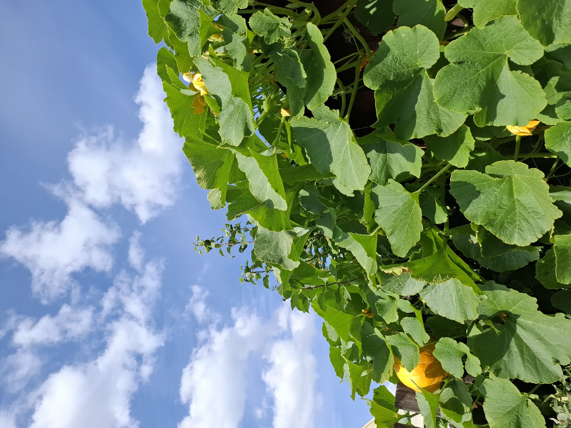 A low-angle, outdoor, close-up shot captures a sprawling pumpkin vine with large, textured green leaves. A bright orange pumpkin is partially visible beneath the foliage on the left side of the frame. Yellow pumpkin blossoms are scattered among the leaves. The vine is growing along a dark wooden fence. In the background, a bright blue sky with scattered white clouds is visible. The scene is likely a garden or backyard in Tyumen, Russia.