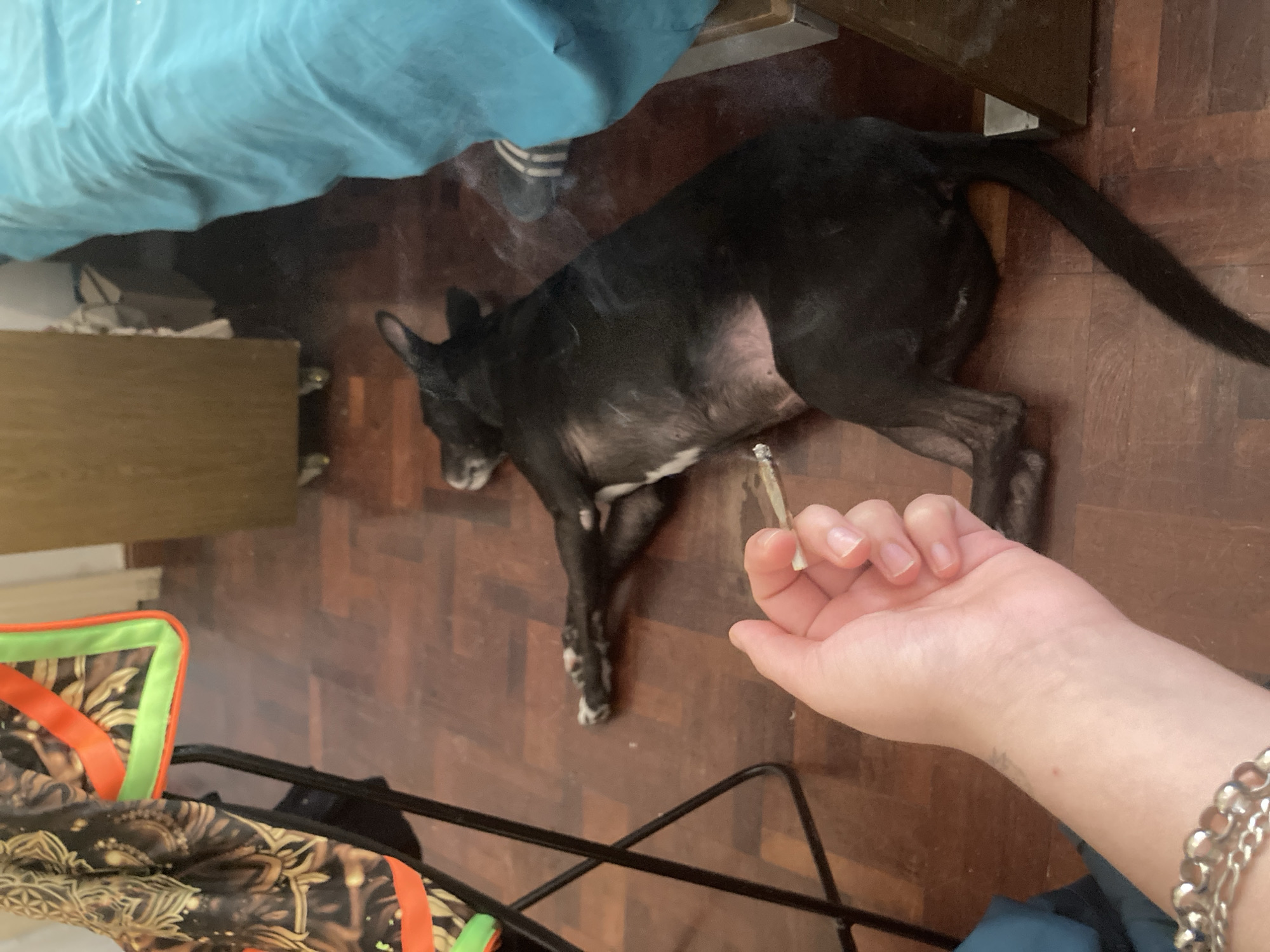 A high-angle shot depicts an indoor scene with a black dog lying on a hardwood floor. The dog, lying on its side with a visible white patch on its underside, is positioned near a bed with blue linens. To the right of the dog, a hand holds a lit cigarette or joint. A chair with an ornate pattern and orange and green trim is partially visible in the bottom left corner. A wooden cabinet is adjacent to the bed. The location is in the city of Unknown, Unknown.