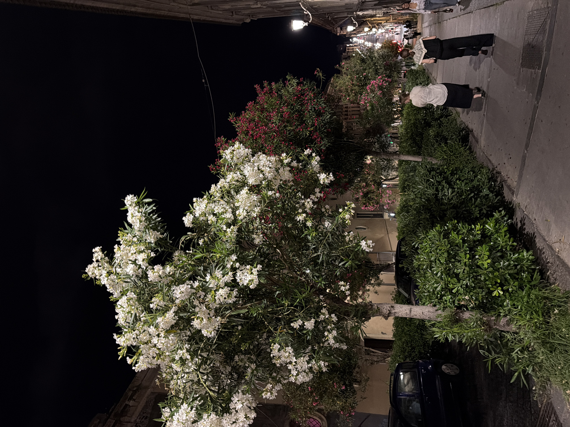 At night, Catania, Italy, reveals a sidewalk scene with dense foliage. A lush tree laden with white flowers dominates the left, contrasted by a tree blooming with red flowers behind it. Further down the sidewalk, green shrubs line the path. Two pedestrians walk along the sidewalk. A dark-colored car is parked near the foliage. The street is illuminated by overhead lights. The background fades into darkness.