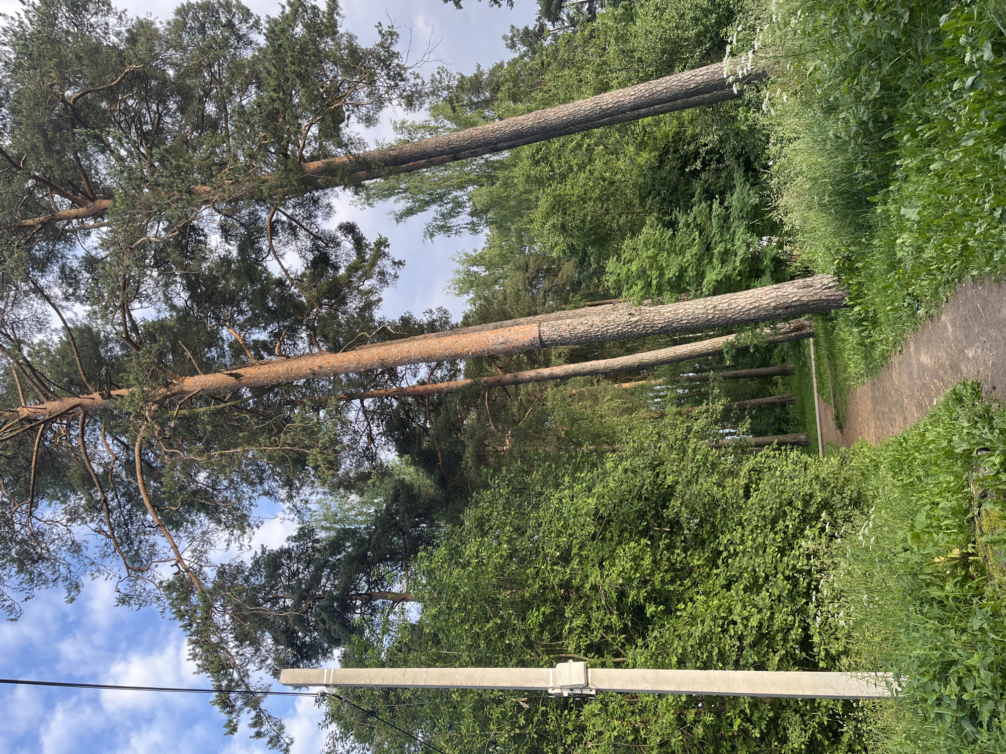 The image depicts a sunlit outdoor scene in what appears to be a park or wooded area. The primary subjects are tall pine trees with textured bark, some of which are angled or have fallen. Lush green foliage forms a dense backdrop, with a dirt path visible on the right side of the frame, suggesting a recreational or natural setting.
In the foreground, a concrete utility pole with attached electrical equipment is present, indicating the presence of infrastructure within the natural environment. The sky is partly cloudy, with blue sky visible between the trees and clouds, suggesting it is daytime, likely late morning or afternoon. The overall impression is one of a peaceful, natural environment with elements of human intervention. No people or specific activities are depicted. There is no visible text in the image. The location context is given as Nikolskoye, Russia.