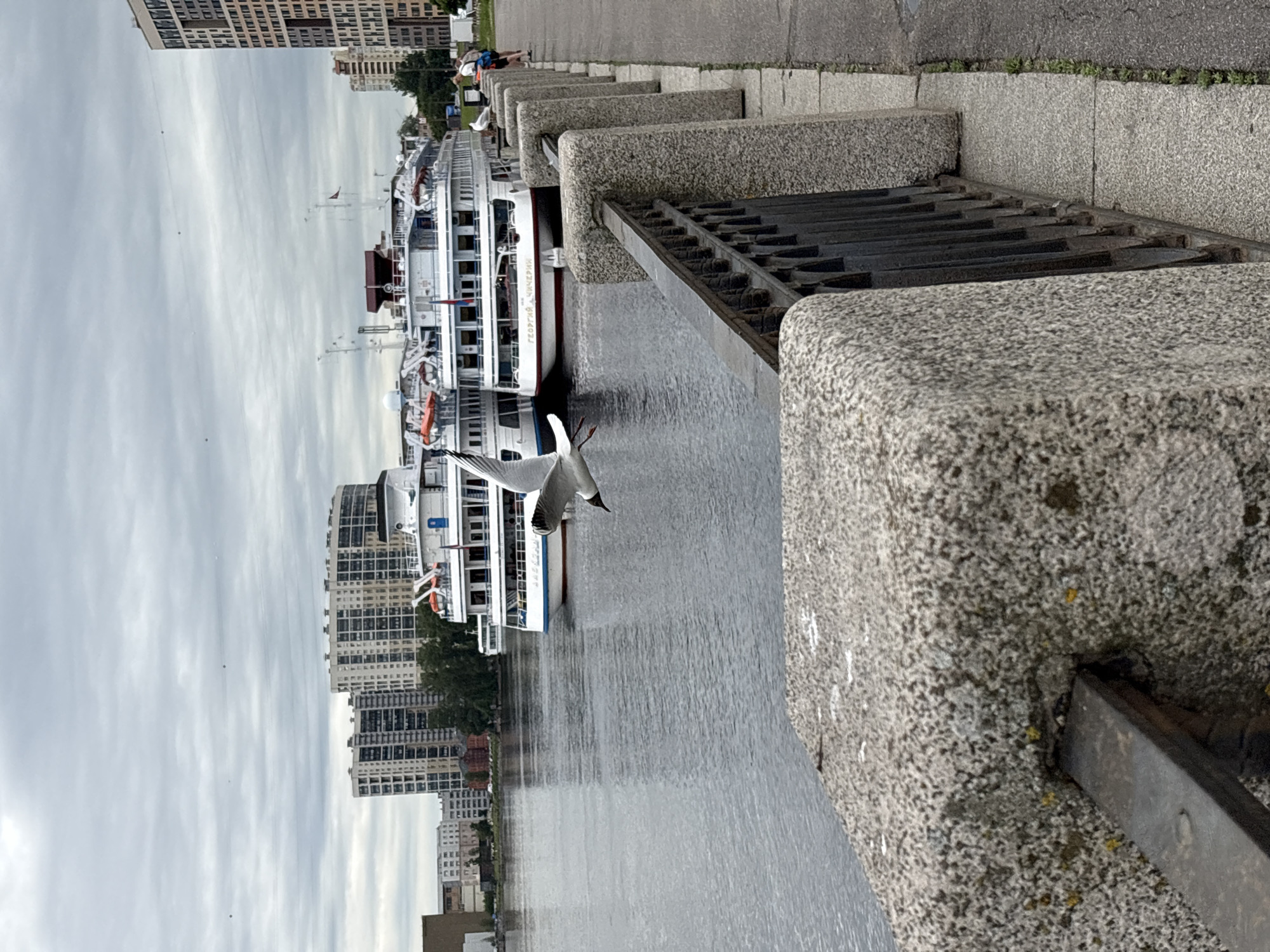 In Shushary, Russia, on a cloudy day, a seagull is captured mid-flight over a body of water. In the background, several large white passenger ships are docked along the waterfront, with a modern cityscape featuring tall apartment buildings and older structures visible beyond them. A granite embankment with a metal railing runs along the right side of the image, separating the water from a paved walkway where a few individuals are present, including two people sitting on the embankment and another person walking away from the camera. The sky is overcast with grey clouds.