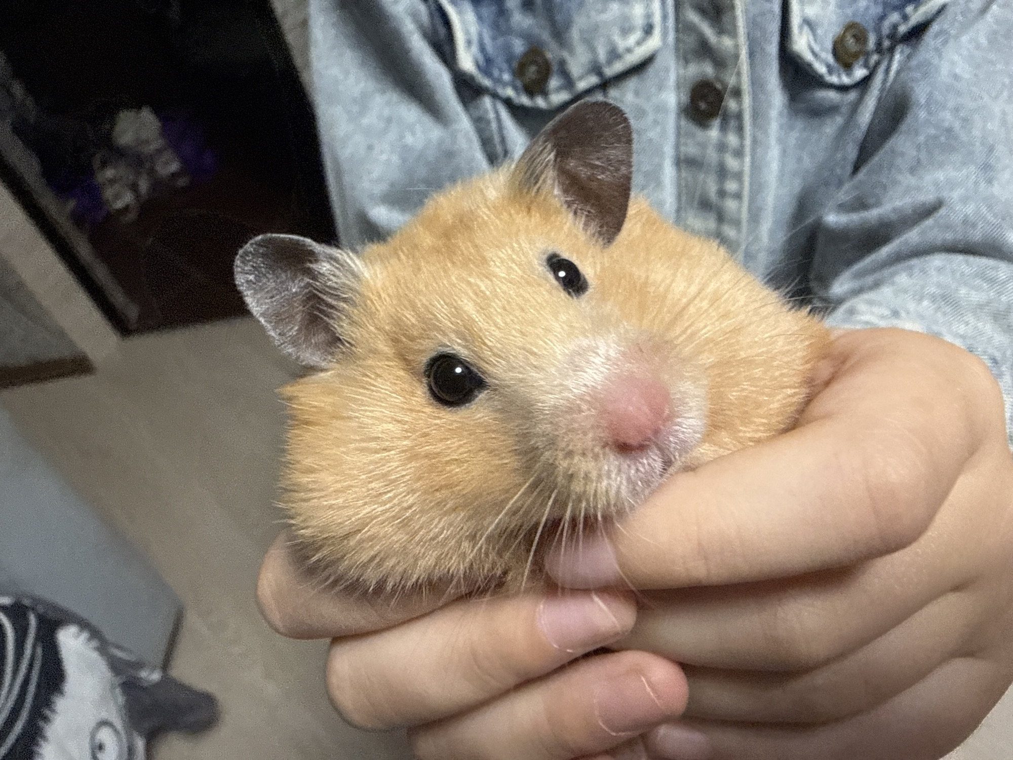 The image shows a close-up of a fluffy, light brown hamster being held in a person's hands. The hamster has prominent black eyes, a pink nose, and white whiskers. The person is wearing a blue denim jacket. The background is out of focus and appears to be an indoor setting, possibly a room with furniture and a dark object on the left. The scene is well-lit, highlighting the details of the hamster and the hands holding it. There is no identifiable information within the image that would suggest its location in Pastavy, Belarus.