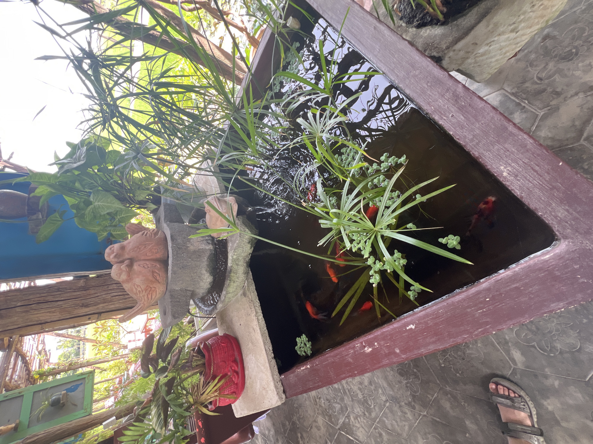 The image depicts an outdoor fishpond situated on a tiled patio, likely in Hoi An, Vietnam. The pond, with dark, still water, contains several bright orange goldfish and aquatic plants. A small, tiered stone fountain with two ceramic birds perched on top is integrated into the edge of the pond. To the left of the fountain, a red ceramic pot holds a leafy green plant. The surroundings suggest a relaxed, possibly residential, setting with wooden beams and roofing visible overhead, and glimpses of lush greenery and a body of water in the background. A person's foot wearing a sandal is visible in the bottom left corner, indicating a human presence.