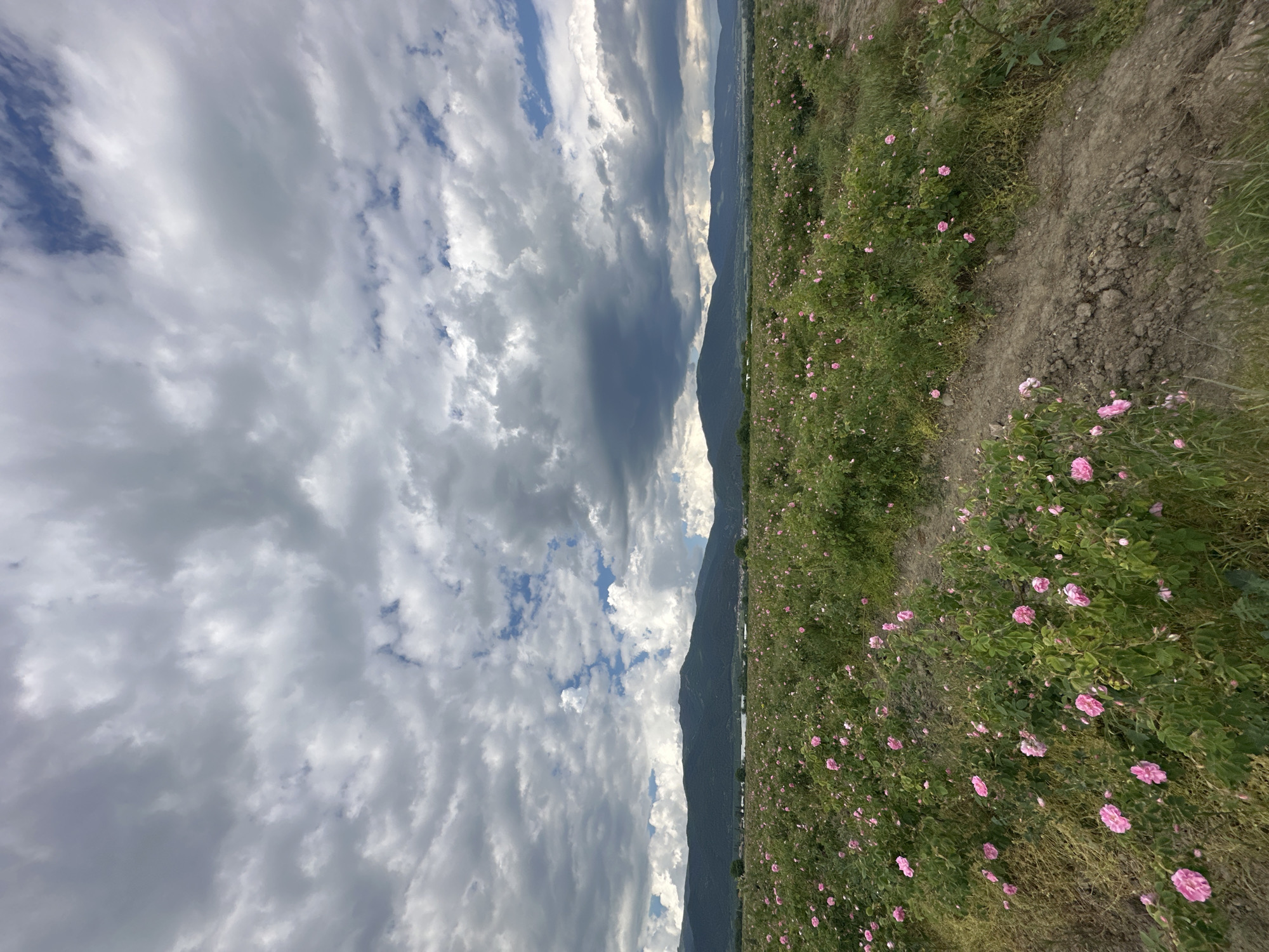The image depicts an outdoor scene in Kran, Bulgaria, featuring a field of pink roses alongside a dirt path. In the background, a mountain range is visible beneath a sky filled with dramatic, swirling clouds. The clouds range from bright white to dark gray. The composition is captured in a vertical orientation.