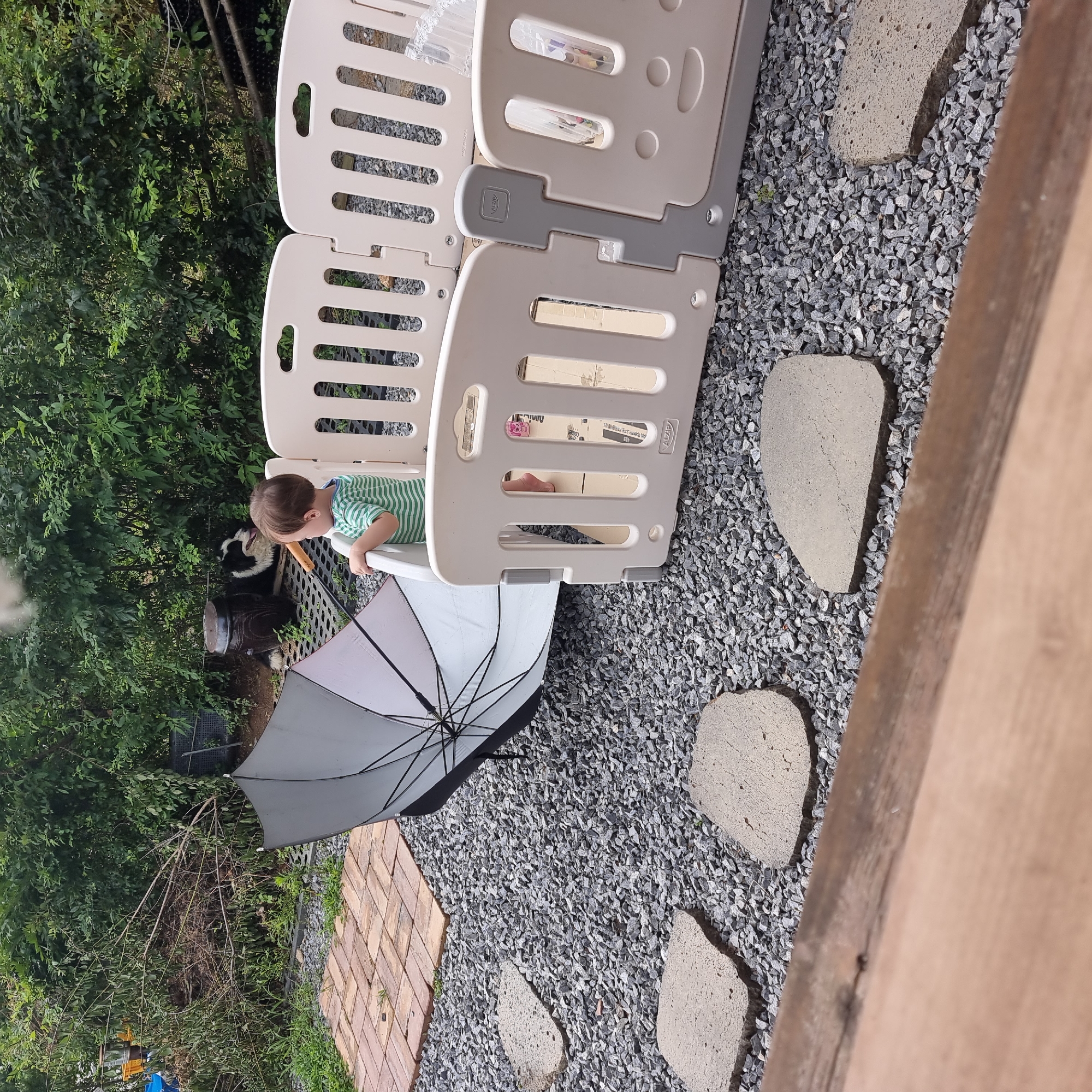 An infant, wearing a green and white striped shirt, stands inside a beige plastic playpen, looking towards a partially open black and white umbrella. To the left of the playpen and umbrella is a black and white dog resting near a large dark ceramic pot. The playpen is situated on a gravel ground with irregular-shaped stepping stones and a brick pathway visible in the background. Behind the dog and pot, dense green foliage forms a natural backdrop. The scene appears to be an outdoor residential area, likely a backyard, given the presence of the playpen and natural landscaping.
