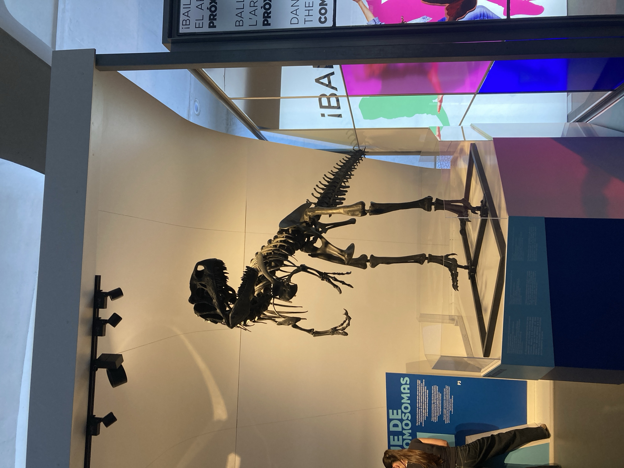 Here's a detailed description of the image:
**Scene:** The image appears to be taken inside a museum exhibition hall. The subject is a dinosaur skeleton, seemingly a theropod based on the skull and body shape, encased in a transparent display case. The skeleton is black and stands on a black frame.
**Environment:** The walls are off-white or light grey, with a set of vertically mounted spotlights on the left side of the image. Above the dinosaur skeleton are several informational displays with colorful panels of blue, pink, and green. On the lower right side of the image, there is a large blue display with text in Spanish (e.g., "DE DE OMOSOMAS").
**People:** A person is visible at the lower right corner, partially obscured by the blue display. They have long brown hair and wear a black t-shirt and black pants.
**Objects:**
* Dinosaur skeleton in a display case.
* Spotlights on the wall.
* Informational displays with colorful panels.
* Blue informational panel with Spanish text.
**Location:** The specific city and location are unknown based on the image.
**Actions/Interactions:** The person appears to be reading or observing the blue display panel. The dinosaur skeleton is the central focus of the exhibit.