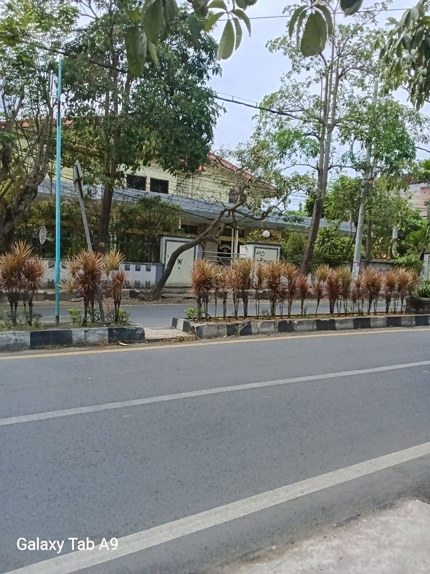 The image shows a street scene in Kelutan, Indonesia. The foreground is dominated by a gray asphalt road with white lane markings. To the left of the road, there is a raised median with a decorative border of black and white stripes. This median is planted with a row of spiky, reddish-brown plants. Behind the median, a building with a light yellow facade is visible, partially obscured by trees. The building appears to be a business or office, with signs such as "AYO LAKUKAN" and what looks like "SEKRETARIAT" visible on its exterior. Several trees with lush green foliage are scattered throughout the scene, contributing to a somewhat tropical atmosphere. A tall, thin blue pole is present on the left side of the image, possibly a street light or utility pole. The sky is overcast, suggesting a cloudy day. The overall impression is of an urban street with landscaping and commercial buildings.