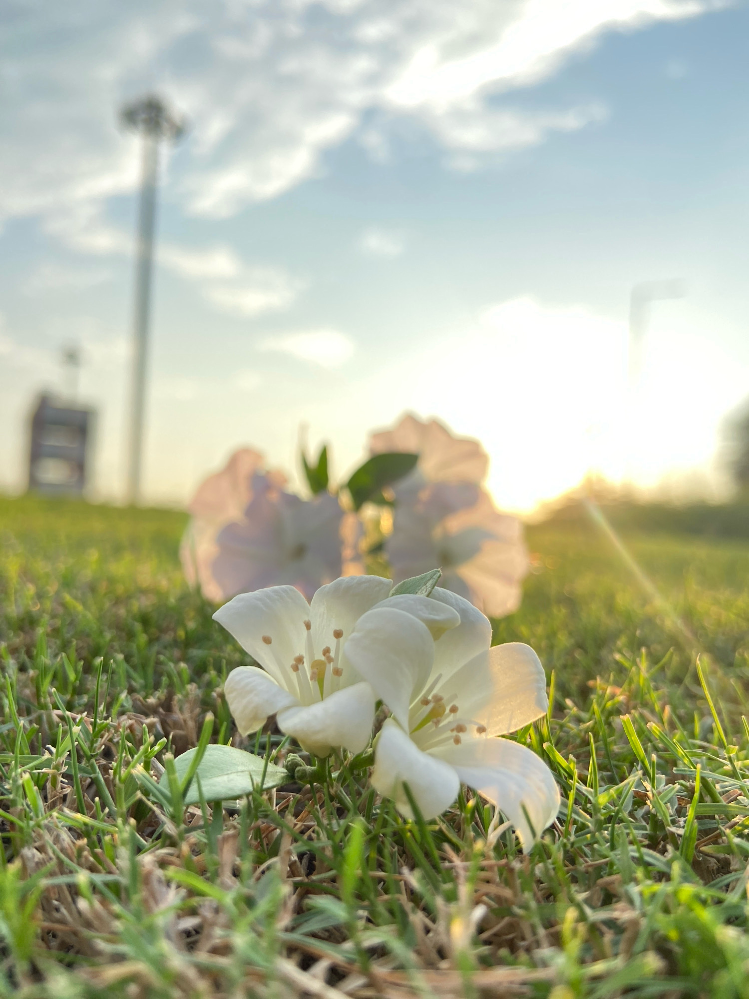 The image is a low-angle shot of two white flowers lying on green grass. The flowers are in focus, with their petals and stamens clearly visible. In the background, the sky is visible with some clouds, and the sun is setting, casting a warm glow over the scene. There are also some out-of-focus structures in the background, including a tall pole with lights and a building. The setting appears to be an open area, possibly a park or a field, in Mohali, India, suggested by the presence of the tall lighting pole commonly seen in sports fields or public gathering spaces in India. The environment is natural and serene, with the focus on the delicate beauty of the flowers against the backdrop of the sunset. There are no people or animals visible in the image, and no actions or interactions are depicted. The overall impression is one of peacefulness and natural beauty.