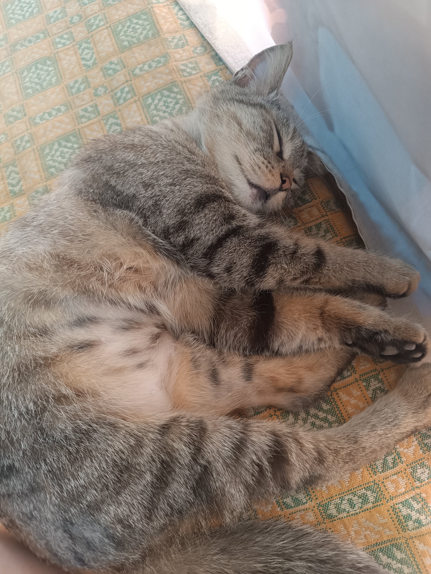 A tabby cat is curled up and sleeping on a patterned blanket. The cat is predominantly gray with black stripes and lighter tan markings. Its eyes are closed, and its mouth is slightly open, with its tongue peeking out. The cat's paws are tucked in close to its body. The blanket has a repeating geometric pattern of yellow and green shapes. The scene is indoors, with a white cloth or curtain visible in the background, casting a shadow on the cat. The location is the city of Vypasne, Ukraine.