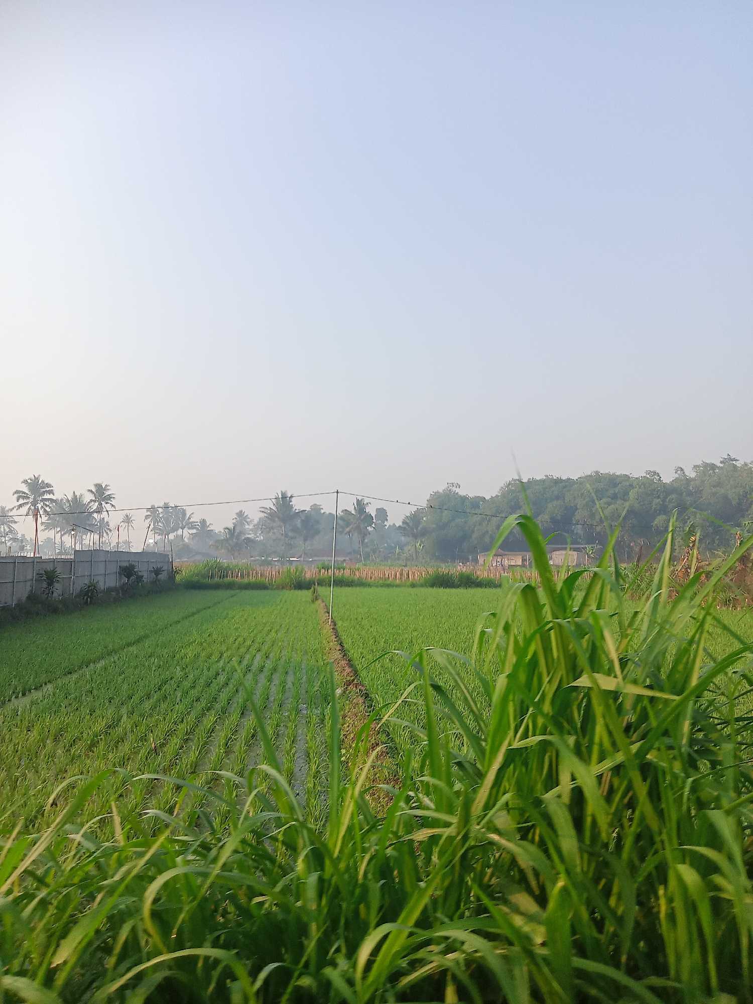 The image depicts a lush green rice paddy field under a clear, pale blue sky. In the foreground, tall, vibrant green grass blades are prominent, with some appearing slightly out of focus. The rice paddy extends into the mid-ground, showing rows of young rice plants neatly arranged. A narrow dirt path is visible within the paddy, dividing it. A grey concrete wall runs along the left edge of the paddy. Behind the wall, a line of palm trees is visible, some appearing to be in haze or mist. Further in the background, more trees and vegetation form a dense green landscape. A small, light-colored building with a dark roof is partially visible amidst the trees. The overall scene suggests a rural environment, likely in the morning given the soft lighting and hazy atmosphere, consistent with the agricultural landscape of Sruwen, Indonesia. There are no people visible in the image.