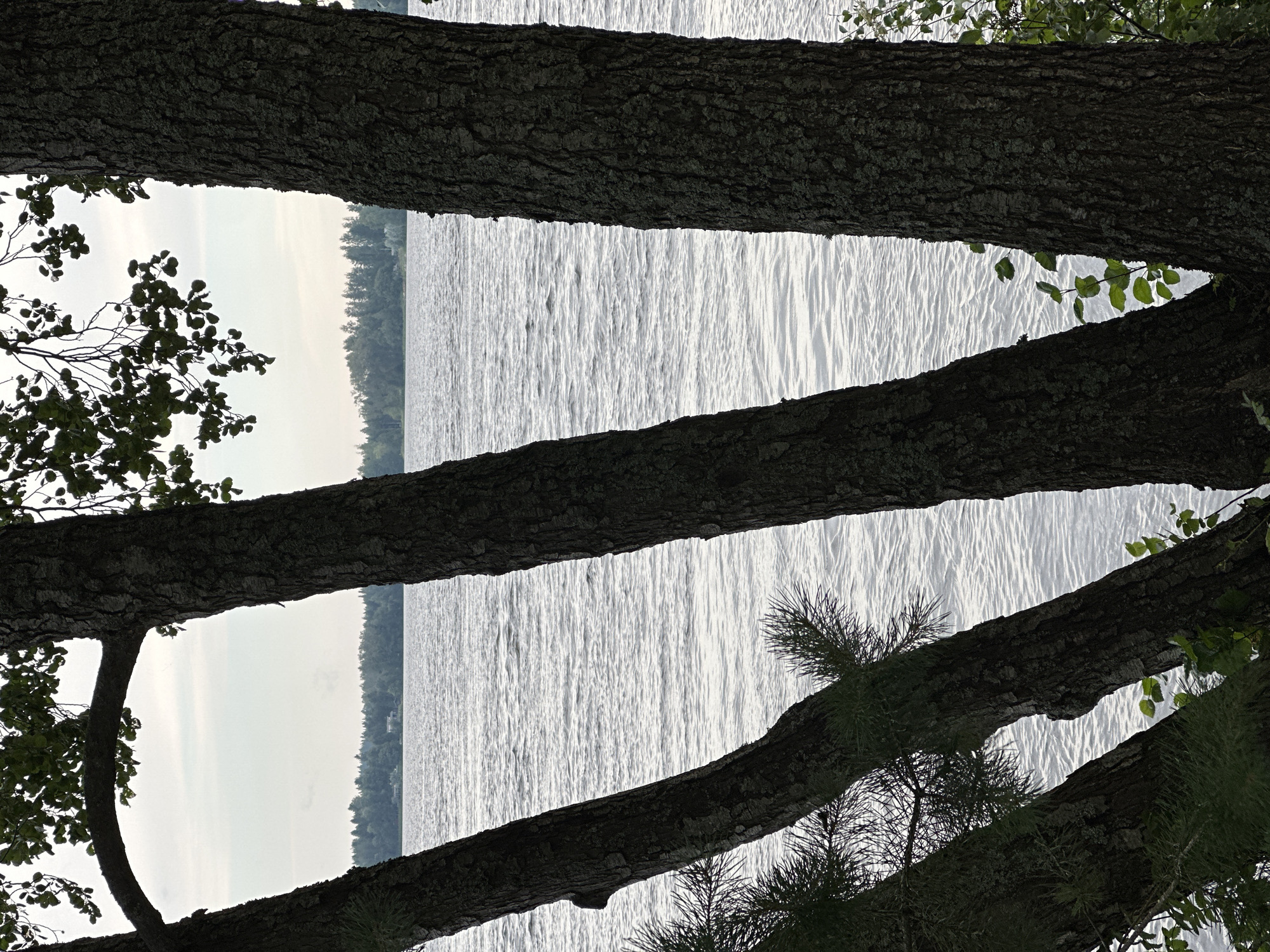This is a photograph of a body of water, likely a lake, viewed through the trunks of several trees. The water is rippling, suggesting a gentle breeze. In the background, a line of trees and some buildings are visible on the far shore. The sky is overcast, with soft, diffused light. The foreground is dominated by the dark, textured bark of the trees, with some leaves and branches also visible. The overall impression is one of a natural, serene landscape. The image was taken in Vammala, Finland.