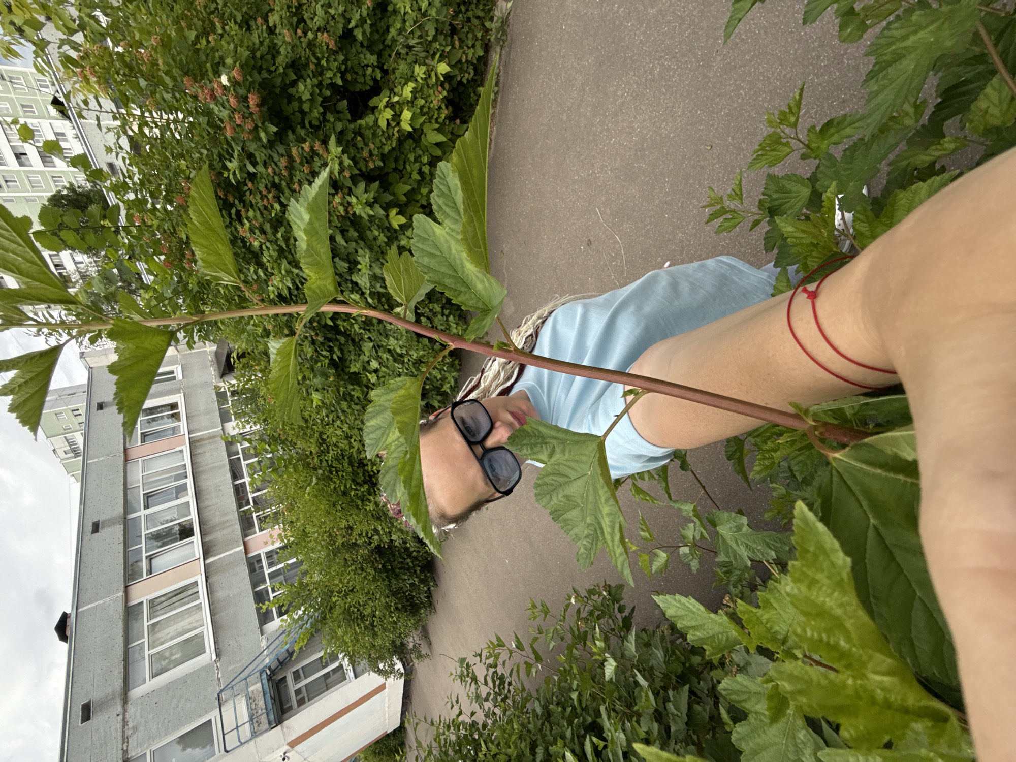 The image shows a person outdoors, with lush green foliage in the foreground and a grey apartment building in the background. The person is wearing a light blue t-shirt and black sunglasses, and has light-colored hair styled in braids. A thin red string is tied around their wrist. The scene appears to be a residential area, possibly in Moscow, Russia, given the architectural style of the building. The vegetation suggests a warm season, likely summer. The lighting is overcast, indicating a cloudy day. The person is partially obscured by the leaves, creating a candid feel, and their face is turned away from the camera, obscuring any clear emotional expression. The overall impression is a casual, everyday moment captured outdoors amidst greenery and urban surroundings.