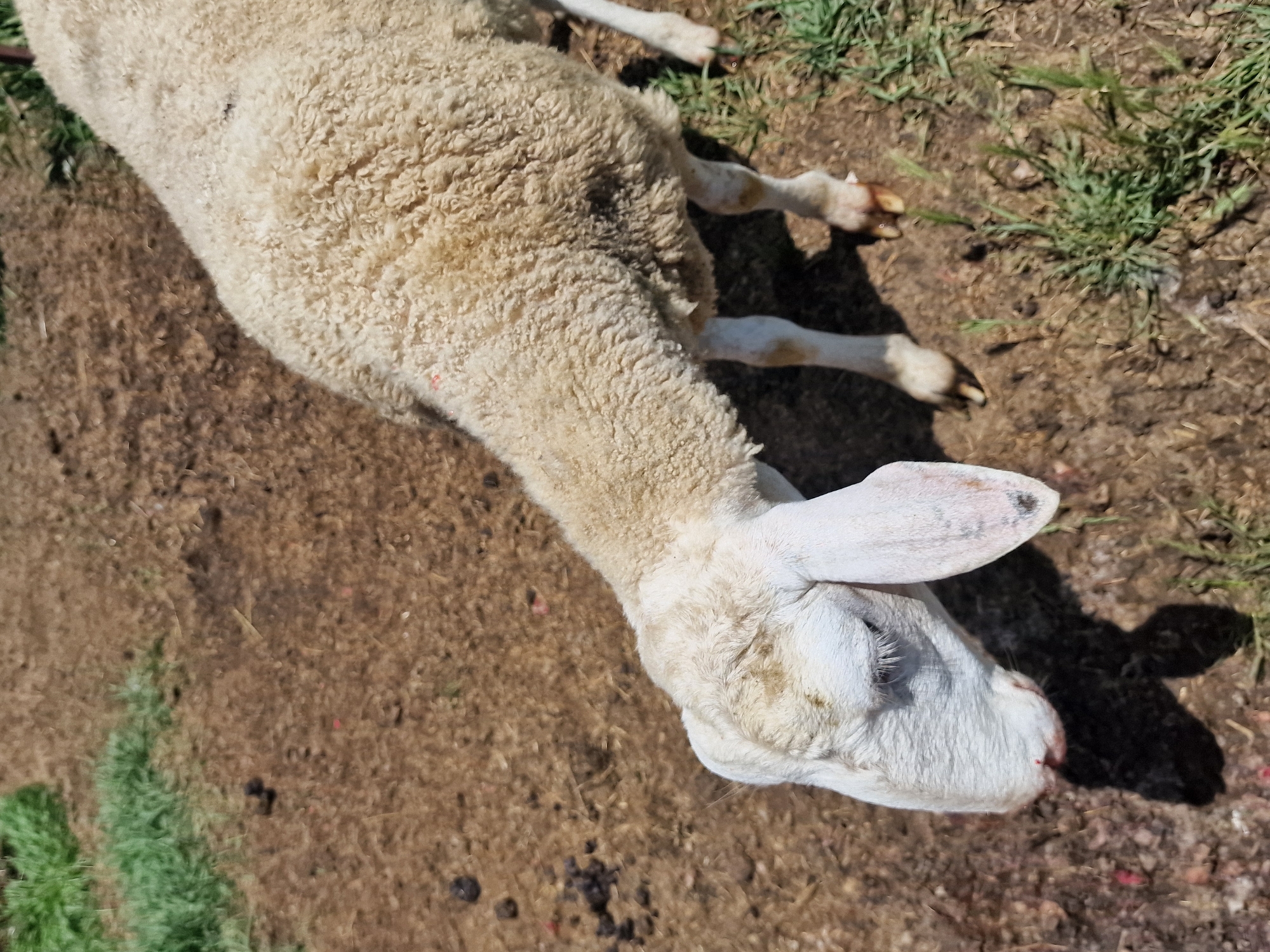 An overhead, close-up shot shows the head and upper body of a sheep, facing left and down. The sheep has white wool with some darker markings on its face and back. Its left ear is visible and droops downwards. The ground beneath the sheep is a mixture of brown soil, sparse green grass, and some dark, organic matter. In the upper left corner, a patch of lush green grass is visible. The lighting suggests a bright, sunny day, casting a dark shadow of the sheep on the ground. This scene is located in the city of Kursavka, Russia.