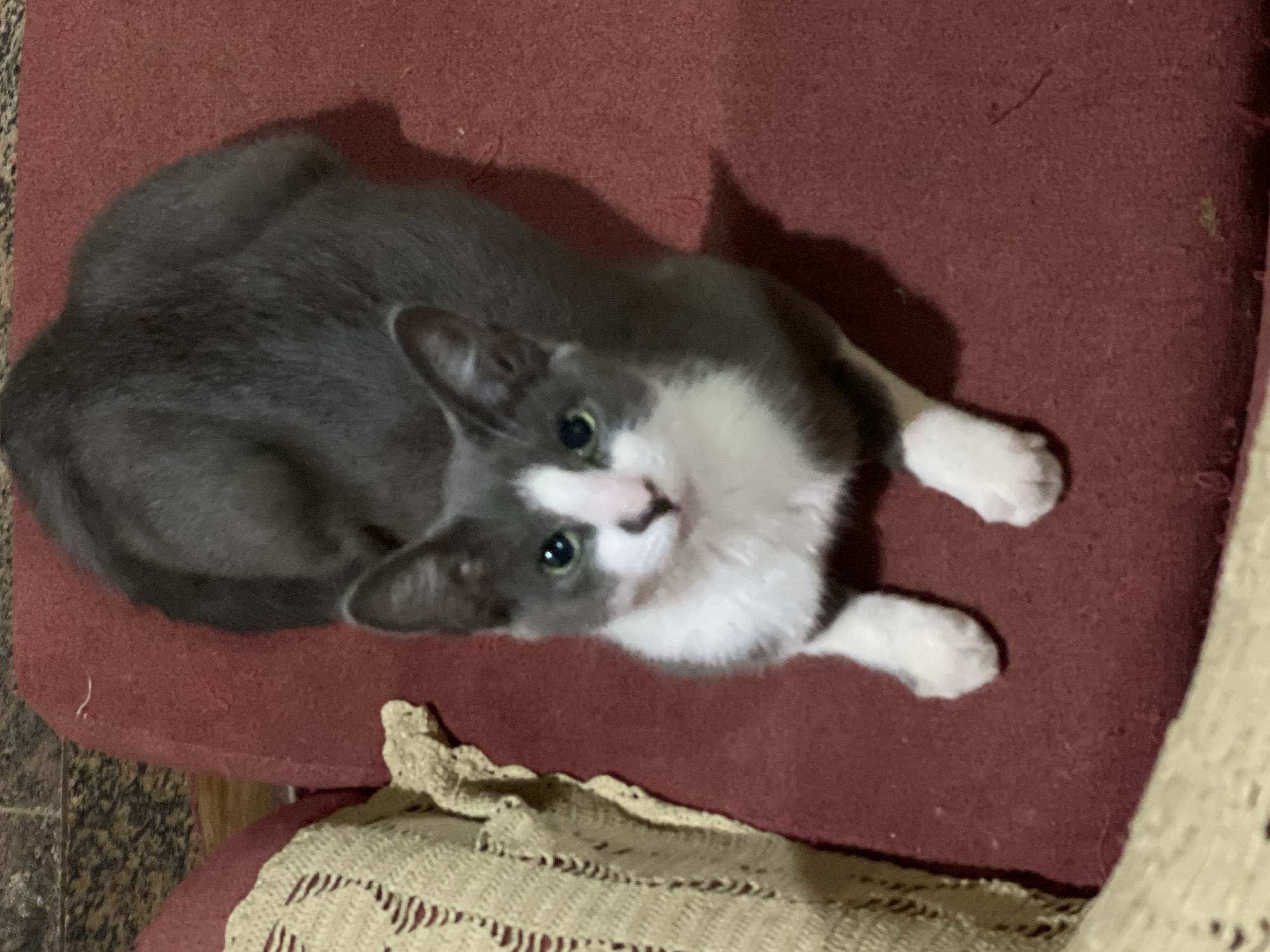 A gray and white cat is lying on a red cushion. The cat is looking up toward the camera with green eyes. The cat is lying with its front paws extended. A beige crocheted blanket is visible in the lower right corner of the image, and tiled flooring is visible in the lower left corner. No people or location details are discernible.