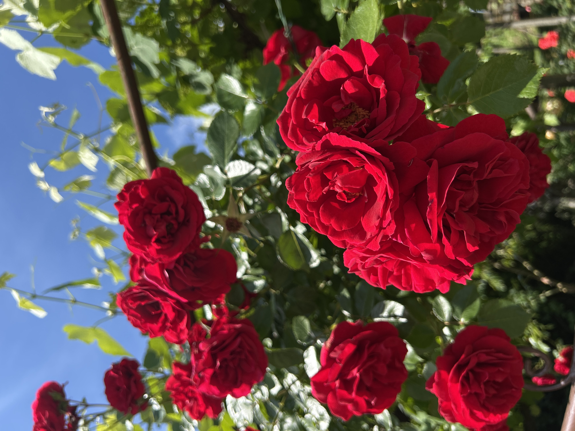 The image presents a close-up, upward-angled view of multiple vibrant red roses in full bloom, set against a bright blue sky. The primary subjects are the rich, deep red roses, with several clusters prominently displayed across the frame. Some roses show hints of yellow stamens at their centers.
Interspersed with the roses are abundant green leaves and stems, indicating a lush rose bush or climbing roses. A slender, dark brown pole or support structure runs vertically through the left-center portion of the image, suggesting the roses are growing on a trellis or similar support. The background is dominated by a clear, unblemished blue sky, with some blurred green foliage also visible.
The bright, direct sunlight illuminates the roses and leaves, highlighting their colors and textures. This suggests a sunny day, likely during the morning or afternoon. The scene evokes a feeling of natural beauty and tranquility in an outdoor garden setting. There are no people, visible activities, or discernible text in the image.