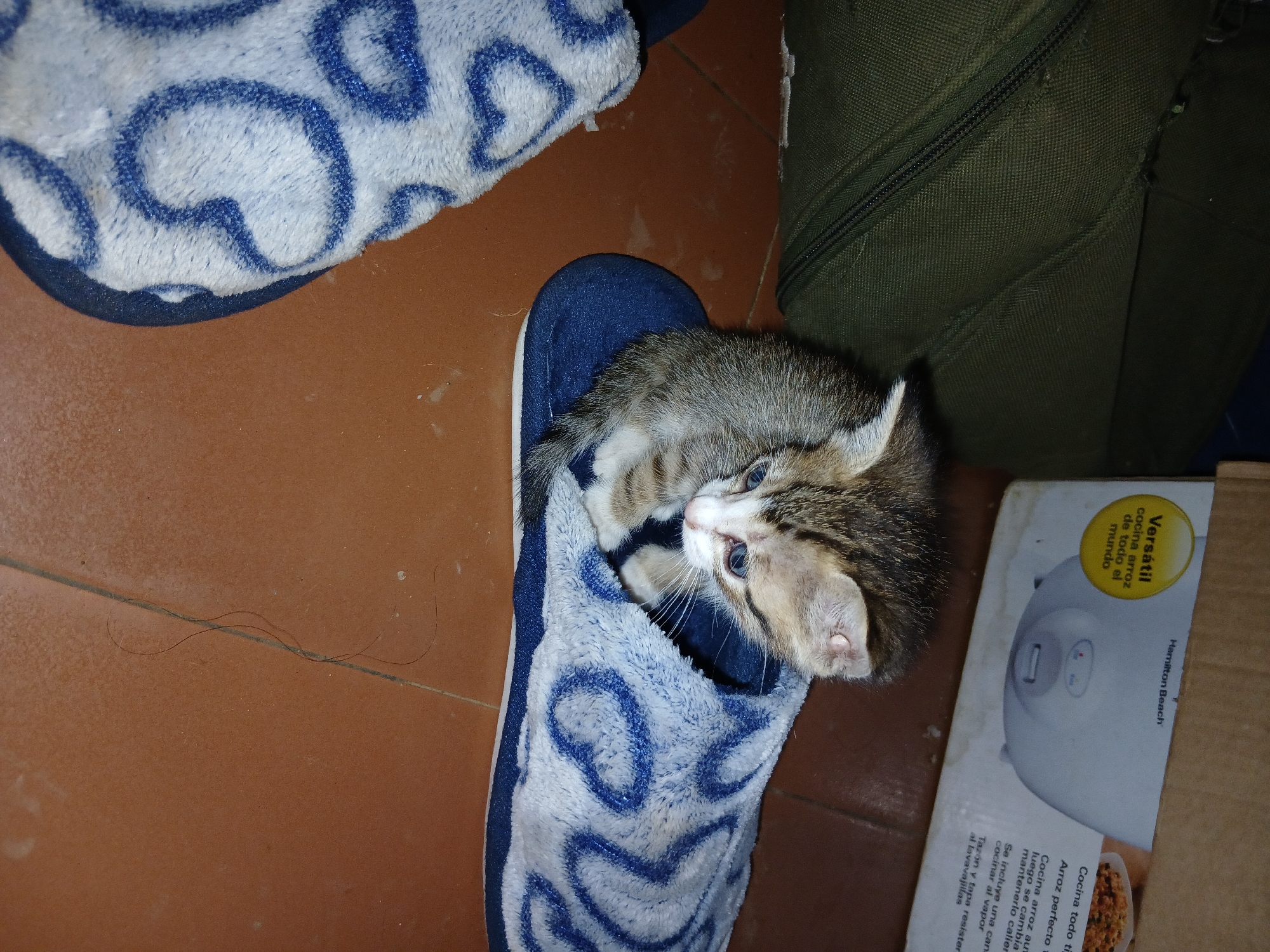 A kitten is nestled inside a blue slipper with a white pattern of hearts on a brown tile floor. Beside the slipper is a box for a Hamilton Beach rice cooker. Part of a green bag is visible in the background. The photo was probably taken indoors. The location is unknown.