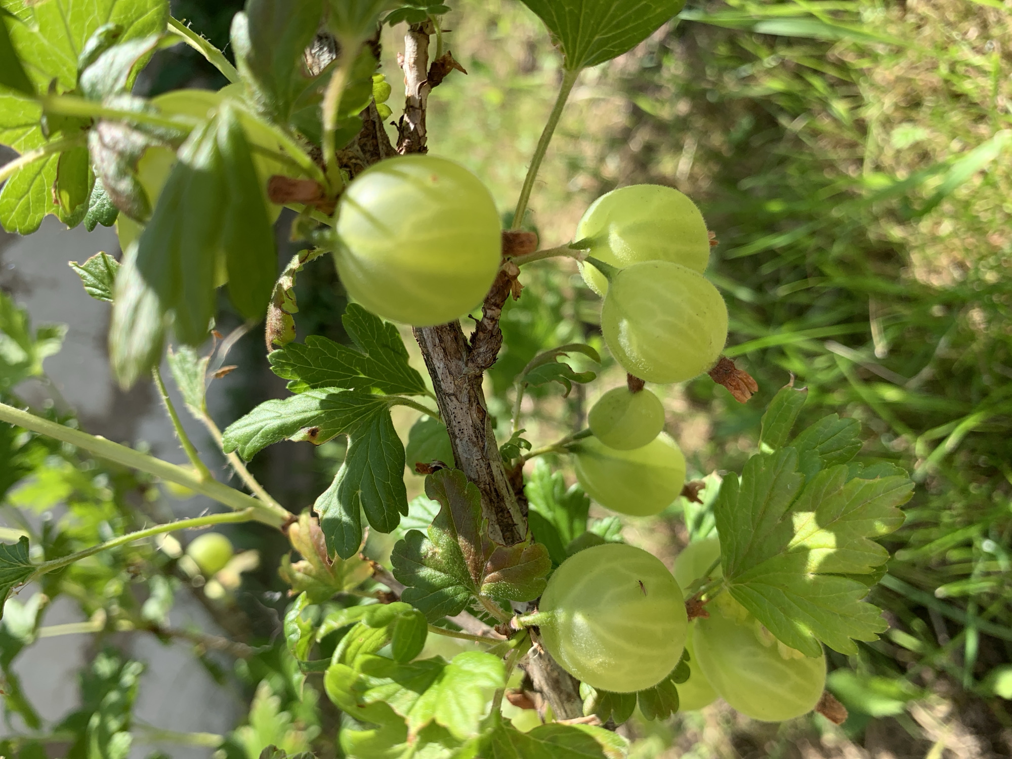The image shows a cluster of green gooseberries growing on a bush with green leaves and a woody branch. The gooseberries are round and plump, with some showing a slightly translucent quality. The background is blurred, with green foliage and hints of sunlight. The overall scene suggests a natural, outdoor environment. The location in Блеўчыцкі сельскі Савет, Belarus, implies a rural or natural setting, possibly a garden or farm.