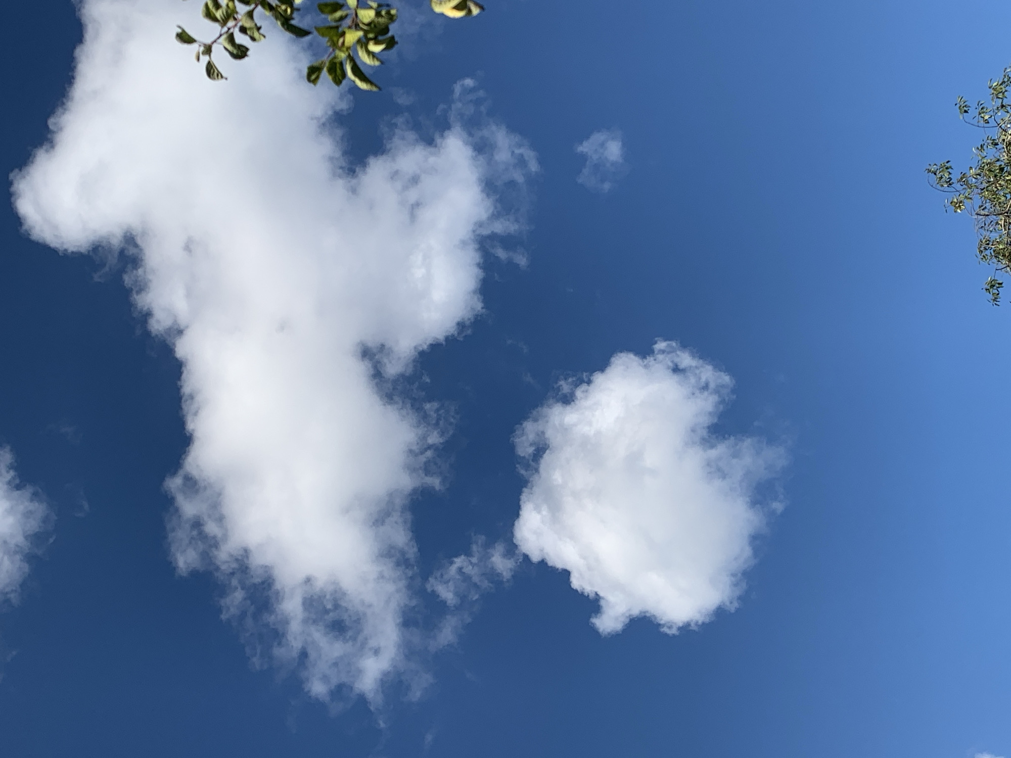 A clear blue sky with scattered white clouds is visible. In the upper right corner of the image, a portion of a tree with green leaves is present. In the lower right corner, another tree with green leaves and branches is visible, partially obscuring the sky. The image appears to be taken from an outdoor location, possibly within the city of Kapyĺ, Belarus, given the context. There are no people or specific human activities depicted. The environment is natural, with a focus on the sky and vegetation.