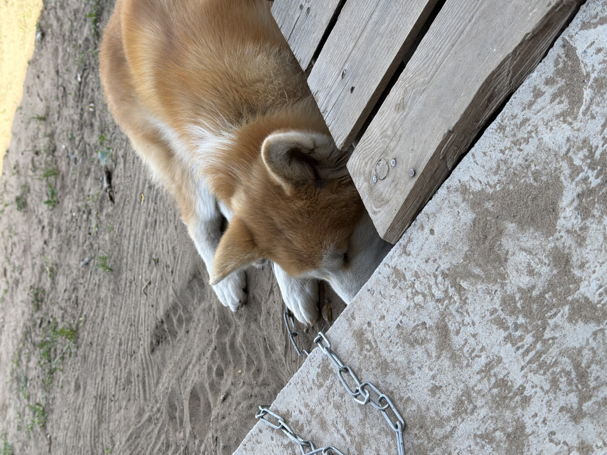 A medium-sized, tan and white Akita dog is sniffing under a wooden pallet placed on a light gray concrete surface. A metal chain is lying on the concrete. The dog is positioned between the pallet and the concrete. The area surrounding the dog and the concrete is a sandy, dirt ground with sparse green vegetation. The location appears to be outdoors. The city is Chaikovsky, Russia.