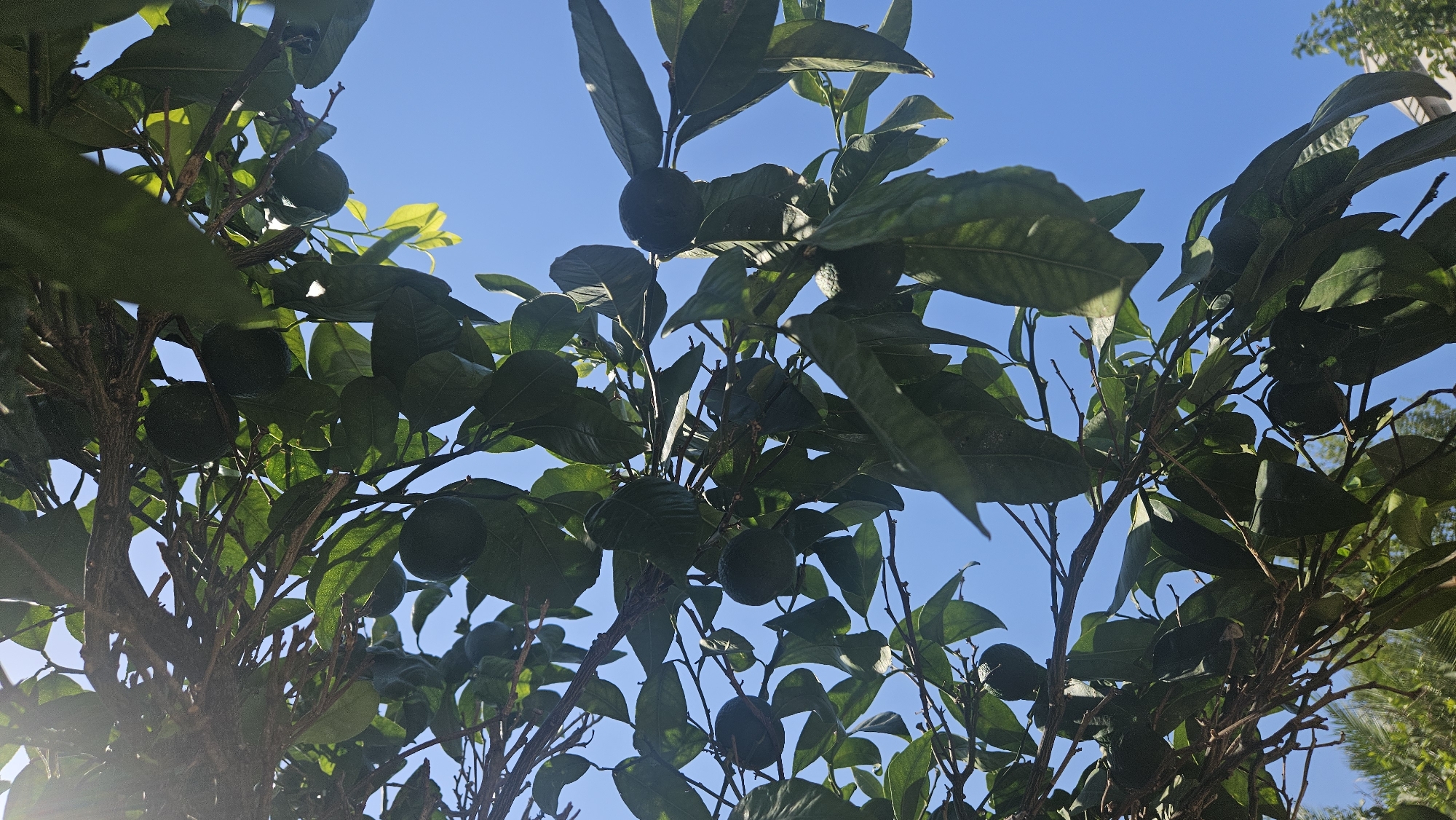 This is a low-angle, close-up shot of a tree branch laden with dark green leaves and several small, dark green, spherical fruits, likely limes or small oranges, against a clear blue sky. The tree is in L'Île-Rousse, France. Sunlight filters through the leaves, creating bright highlights and shadows. Some branches appear dry and brown, contrasting with the vibrant green foliage. In the lower background, out of focus, are glimpses of other trees, including palm fronds, and the corner of a building.