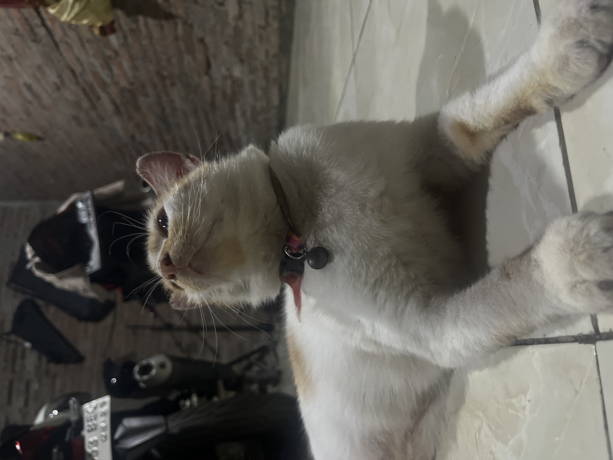 In the city of Karangrandu, Indonesia, a domestic shorthair cat with white and ginger markings lies on a tiled floor. The cat wears a red and silver collar with a small silver bell. The background features a brick wall and the blurred shapes of motorcycles. The lighting is dim, suggesting an indoor or covered outdoor setting.