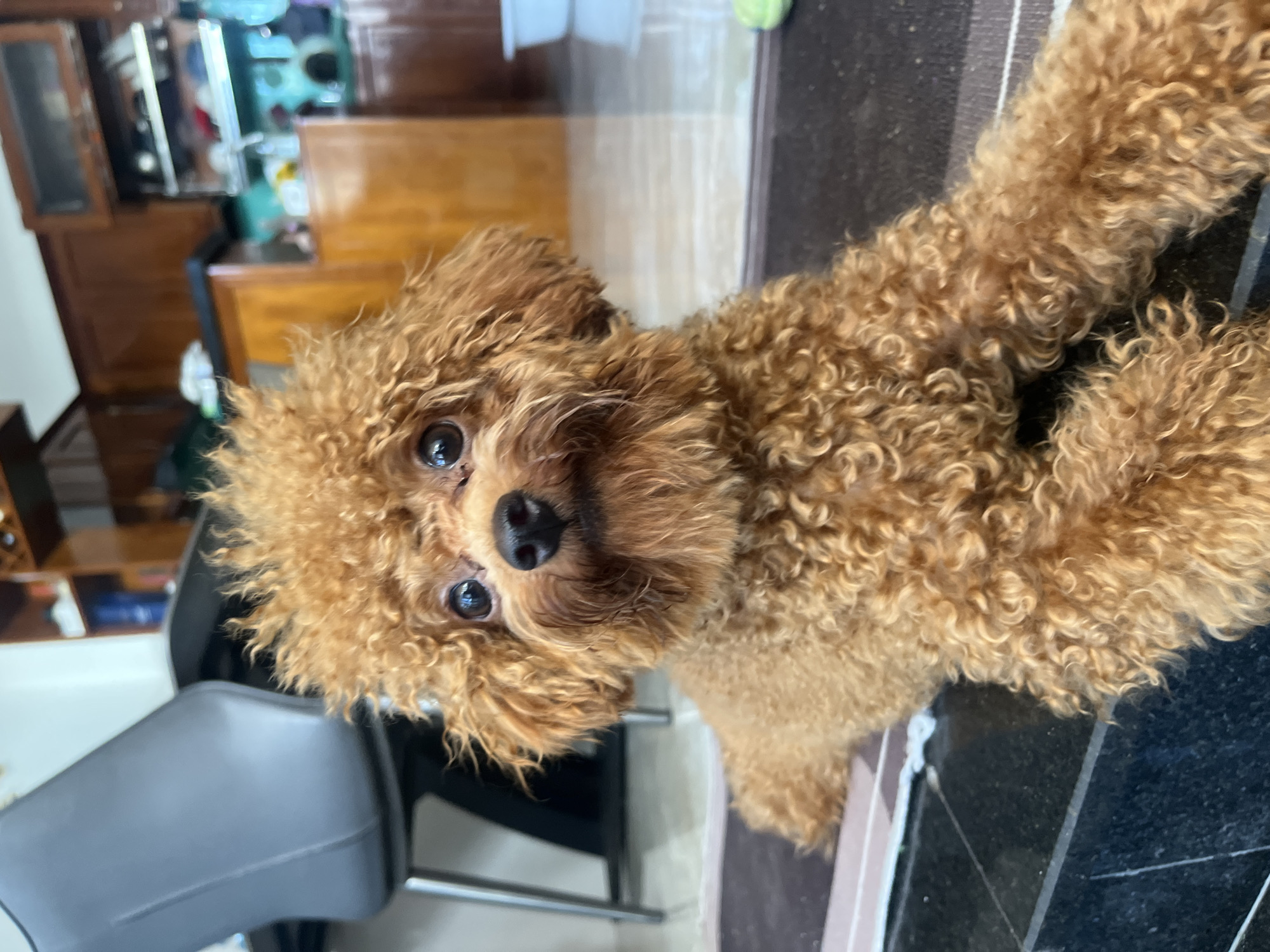 A small, fluffy, ginger poodle lies on a dark rug with a striped border, looking directly at the camera. Its fur is tightly curled. The dog is positioned in the foreground, with a blurred background that suggests an indoor setting. To the left, a dark grey chair with metallic legs is visible. In the background, wooden cabinets and shelves are present, indicating a kitchen or dining area. The lighting appears natural and bright. The location is identified as Bac Nha Trang Ward, Vietnam.
