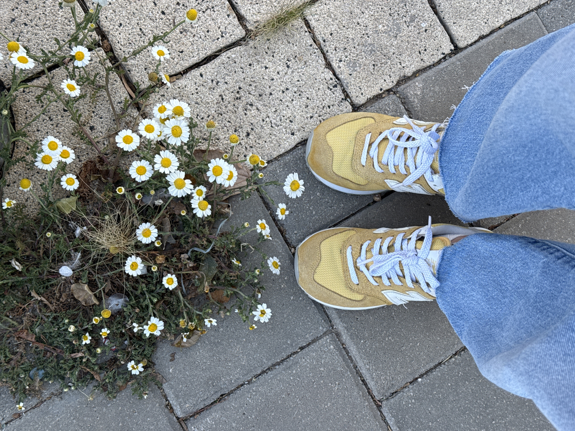 An overhead, eye-level shot captures a person's legs and feet standing on a paved outdoor surface in Tel-Aviv, Israel. The person is wearing light blue, loosely fitting denim jeans and two yellow New Balance sneakers with white laces. The "New Balance" logo is faintly visible in white on the side of one shoe.
The ground is composed of grey and light grey rectangular paving stones, some featuring a speckled texture, typical of a sidewalk or patio. A significant patch of green foliage, wild daisies, and dried grass has grown in the cracks and unkempt areas between the stones, creating a natural oasis in the urban landscape. The daisies are characterized by bright white petals and distinct yellow centers. Small pieces of debris, including dried leaves and possibly some light fragments, are scattered among the greenery.
The scene is brightly lit by natural daylight, suggesting it is daytime with clear weather. The image contrasts the human presence and man-made structures with the untamed, growing nature. No specific activity is taking place beyond the person standing in this environment, and no emotions are discernible from the partial view of the person.