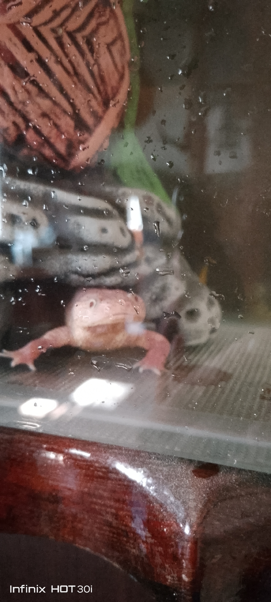 A light pink amphibian with visible toes and claws is positioned in the center of the frame, with its front legs splayed forward and its body resting on a speckled surface. Water droplets are visible on a glass surface in the foreground, obscuring parts of the amphibian and the background. The background features a patterned object in a reddish-brown hue at the top left, and a dark, mottled pattern behind the amphibian. The lower portion of the image shows a dark, glossy surface with light reflections. The scene is indoors, potentially within an enclosure for the amphibian.