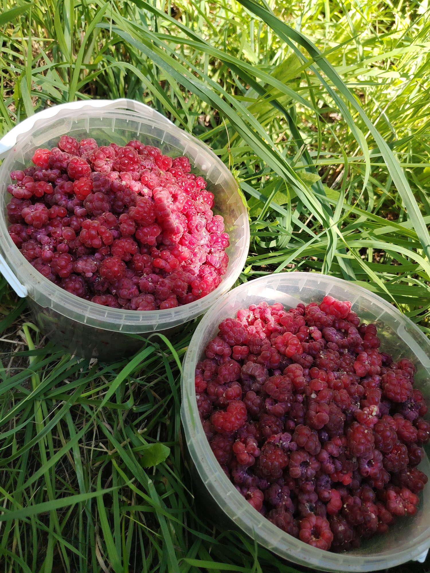 Two transparent plastic buckets filled with ripe red raspberries are placed on the grass. The buckets are full, with the raspberries overflowing in some areas. The background consists of tall green grass and foliage, suggesting an outdoor setting. The scene appears to be a close-up shot, focusing on the harvested berries. The location is not specified in the image.