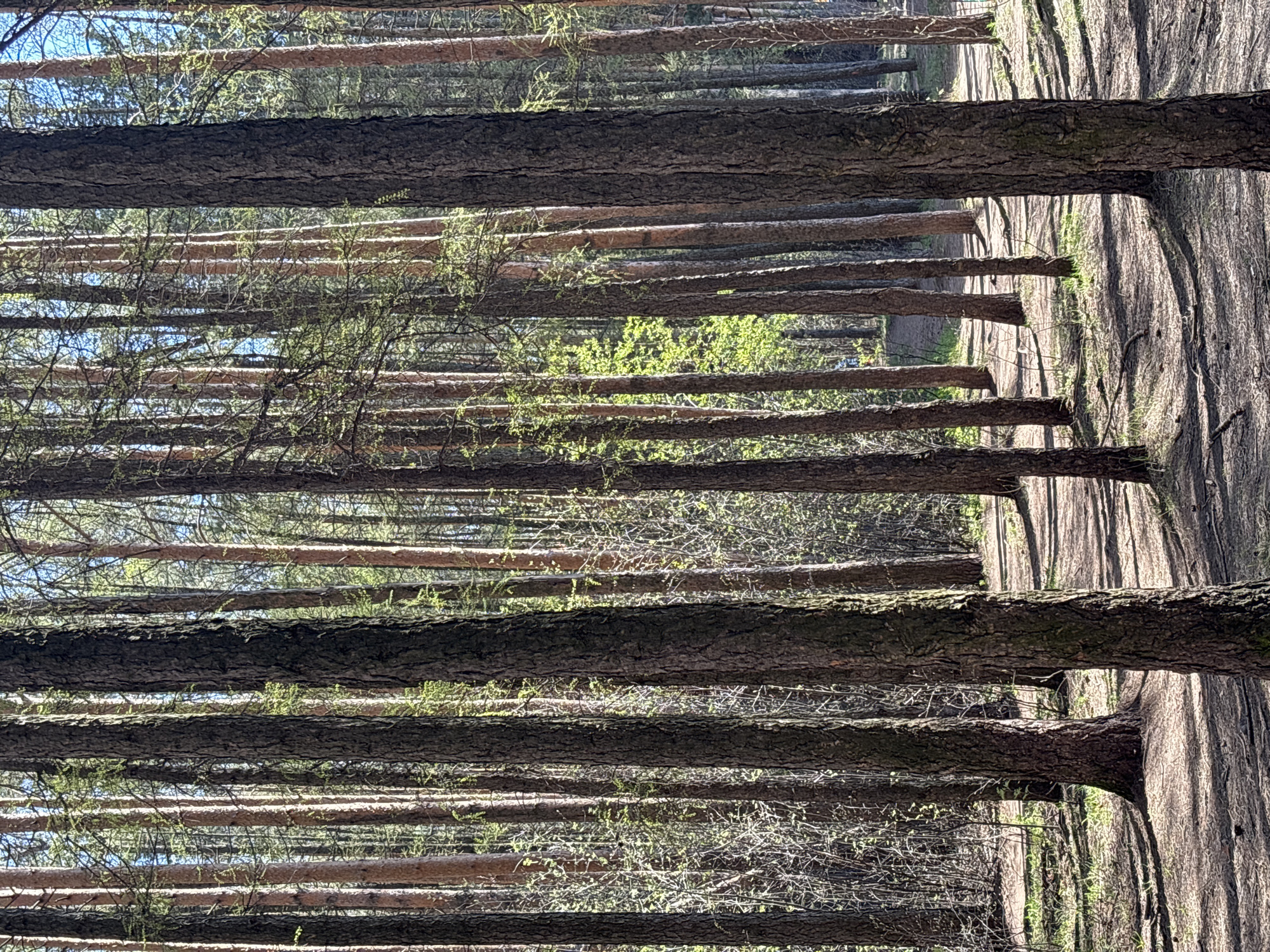 The image depicts a forest of trees with straight, vertical trunks. The trees are densely packed, and their bark is a dark, textured gray-brown. New green sprouts are visible on some of the branches, suggesting the scene is taken during spring. Light filters through the trees, creating patterns of light and shadow. A path is visible between the trees. While the image resembles forests typically found near Izhevsk, Russia, without additional contextual information, it is impossible to confirm this as the specific location.