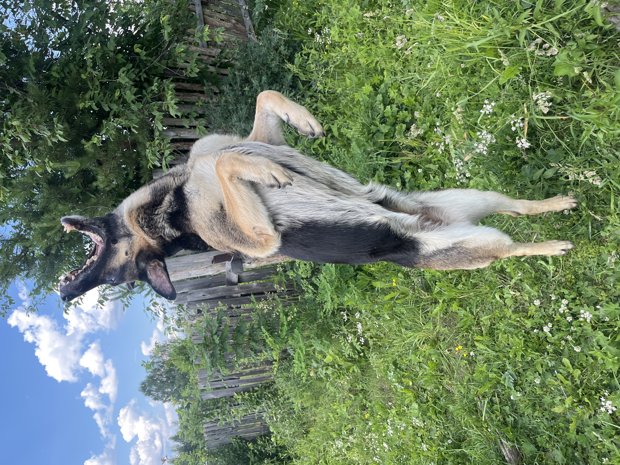 A German Shepherd dog is captured mid-jump in a backyard, its mouth wide open and tongue visible. The dog's hind legs are extended upwards, and its front legs are tucked underneath its body. The dog is facing towards the left of the frame, with its head tilted back. The background consists of a wooden fence, lush green grass, and trees under a bright blue sky with scattered white clouds. The scene appears to be outdoors in a rural or suburban setting, consistent with the outskirts of Nizhny Tagil, Russia, given the vegetation and fence style. There are no people or other animals visible in the image. The overall impression is one of playful energy and canine exuberance.