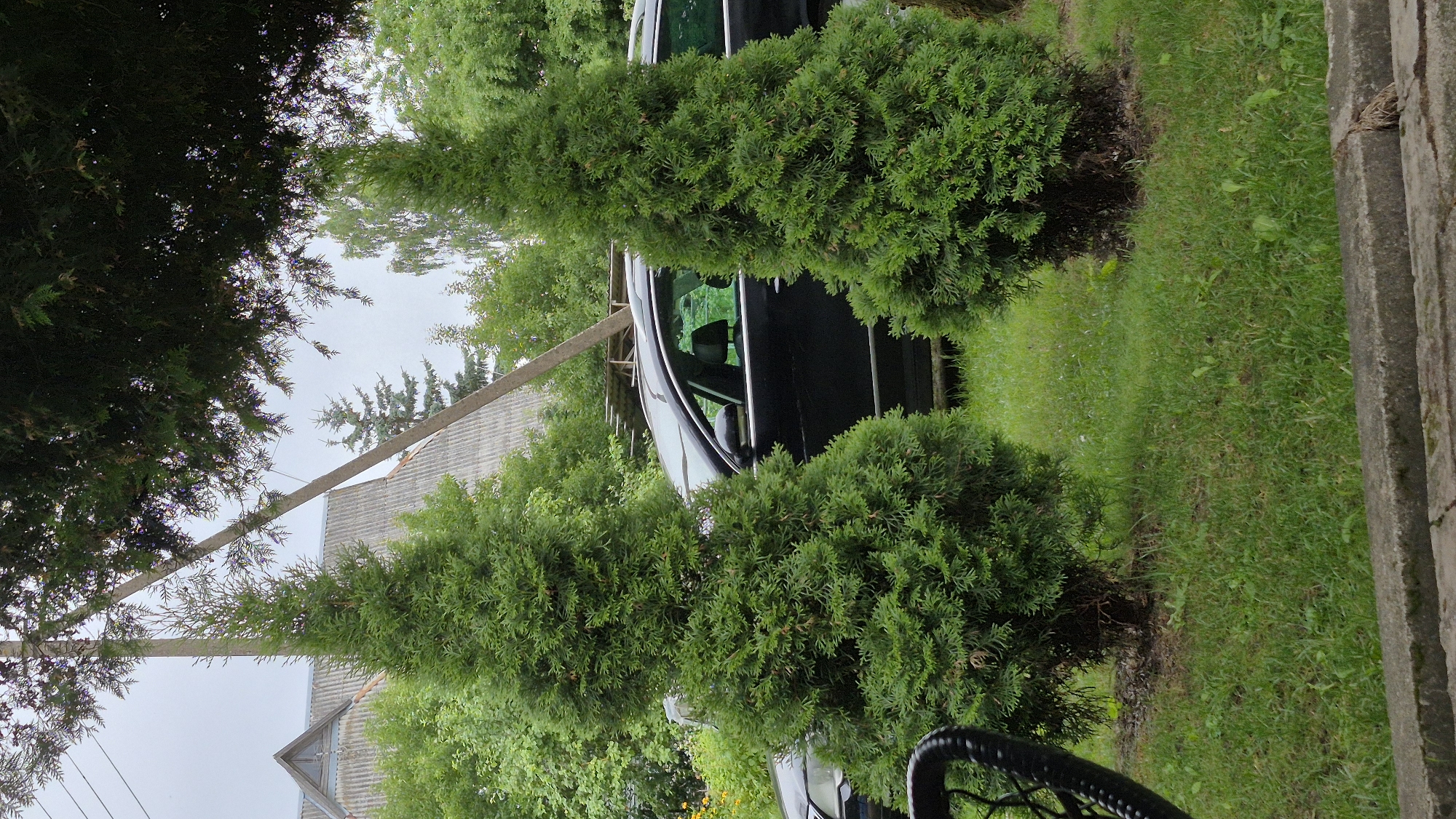Two coniferous trees are positioned in front of a dark-colored station wagon in a residential area. The trees are green and cone-shaped, with the one on the left being taller and fuller than the one on the right. The car is parked on a gravel or dirt surface, with a lawn and some scattered weeds in the foreground. In the background, a sloped, grey, corrugated roof of a building is visible, with trees and a cloudy sky overhead. A utility pole with wires is also present in the background. The scene appears to be a typical suburban or rural setting.