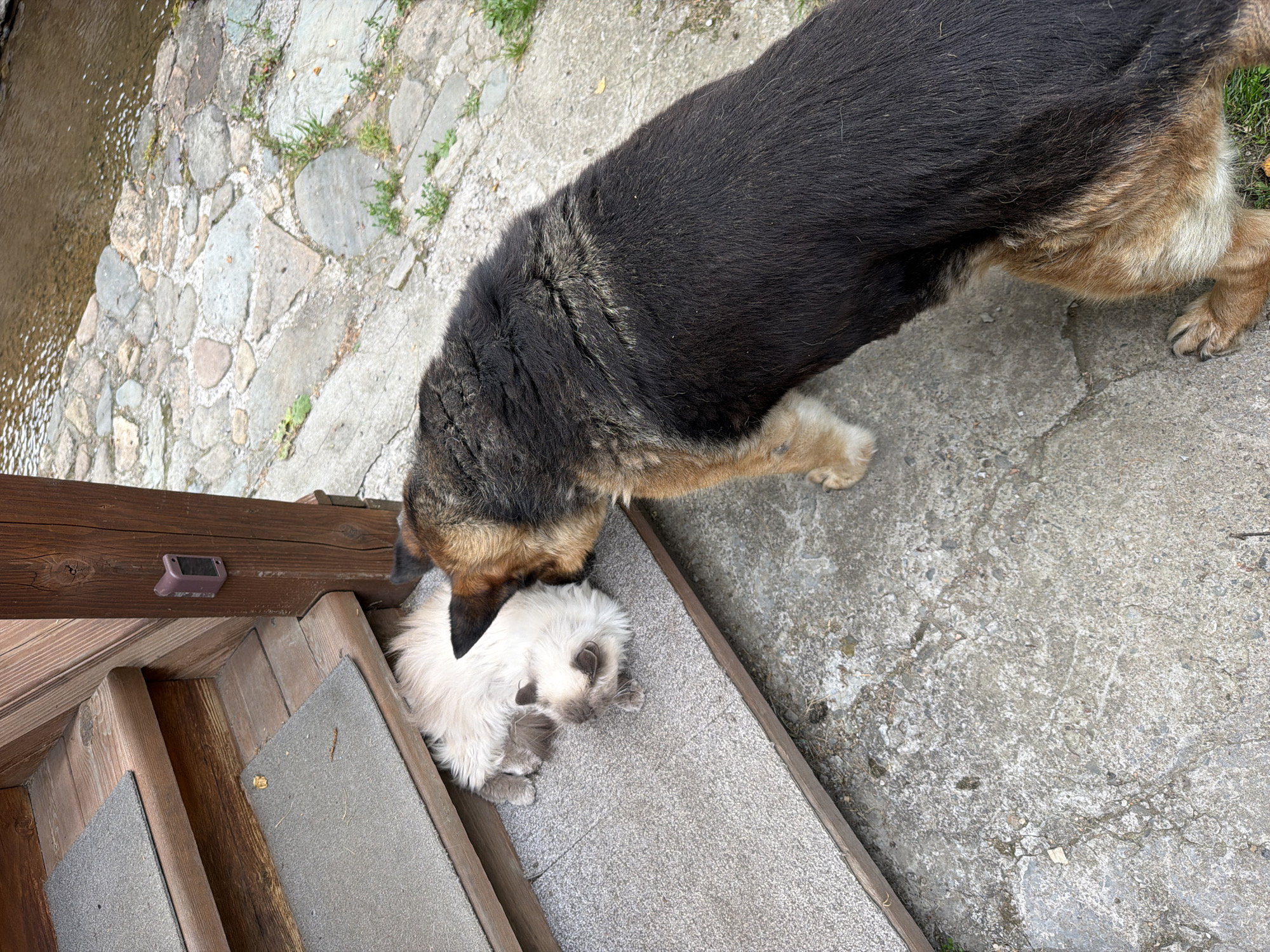 A German Shepherd is sniffing a fluffy, light-colored cat that is lying on a step. The scene appears to be outdoors, with wooden stairs and a stone path. In the background, a body of water is visible. The image is shot from a high angle, looking down on the animals.
