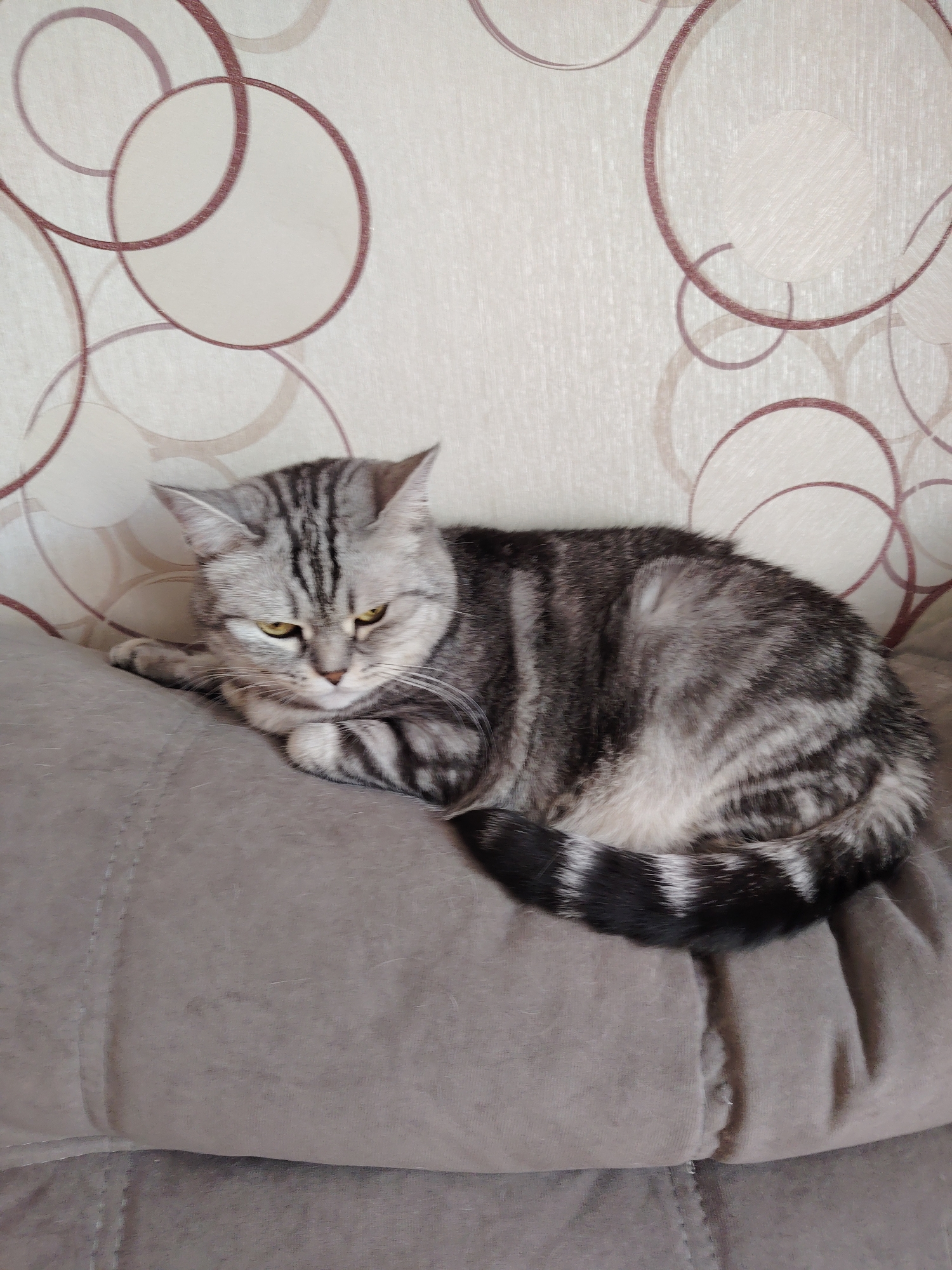 A domestic short-haired cat with silver and black tabby markings, featuring an 'M' on its forehead and bright yellow eyes, is resting on a plush, medium-grey upholstered surface, likely a sofa or cushion, in the city of Unknown, Unknown. The cat is oriented towards the left of the frame, with its front paws tucked beneath its chest. Its tail, striped distinctly in black and white, is curled around its lower body on the right. The background features a light beige wall adorned with an overlapping circular pattern in shades of dark reddish-brown and lighter beige. The lighting is soft and even, suggesting an indoor setting.