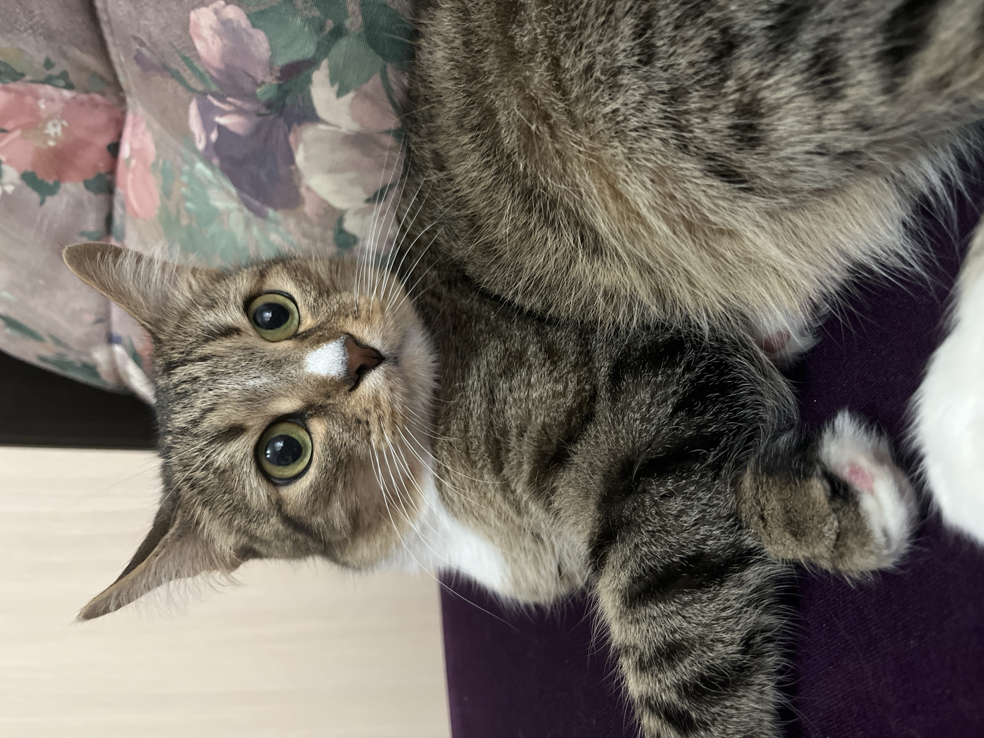 A tabby cat is resting on a purple surface, with a patterned fabric in the background. The cat is looking to its left with bright green eyes and has a white patch on its nose. Its fur is a mix of brown, black, and white stripes. A paw with pink pads is visible on the purple surface. The environment appears to be indoors, possibly a home. There is no identifiable information about the city of Izhevsk, Russia.