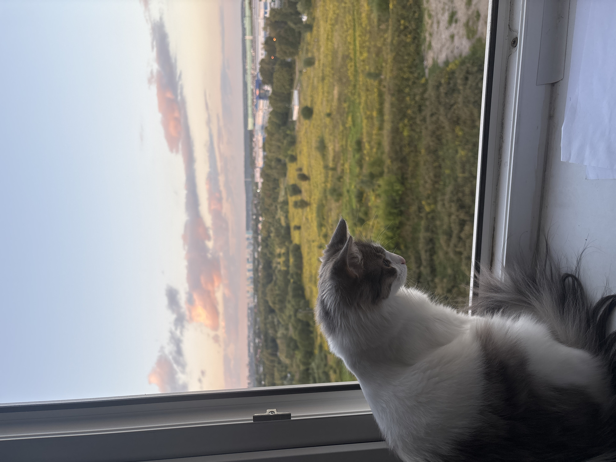 A medium shot captures a fluffy cat with white and grey fur sitting on a windowsill and looking out at a scenic view of Domodedovo, Russia. The cat is positioned in the lower left quadrant of the frame, its head tilted downwards as it observes the landscape. The windowsill is white and appears to be part of a modern building, indicated by the clean lines of the window frame and a small metallic latch.
Beyond the window, a sprawling panorama unfolds. The middle ground is dominated by a vast expanse of green fields dotted with yellow wildflowers, interspersed with clusters of trees. In the distance, a city skyline is visible, characterized by a concentration of buildings and industrial structures, some appearing as low-rise complexes with white and blue facades. The sky above is a soft gradient of pale blue, transitioning into pastel pink and orange hues near the horizon, suggesting either sunrise or sunset. Wispy clouds, tinged with the colors of the sky, drift across the upper portion of the frame. The overall impression is one of tranquility and observation, with the cat serving as a quiet spectator to the urban and natural landscape.