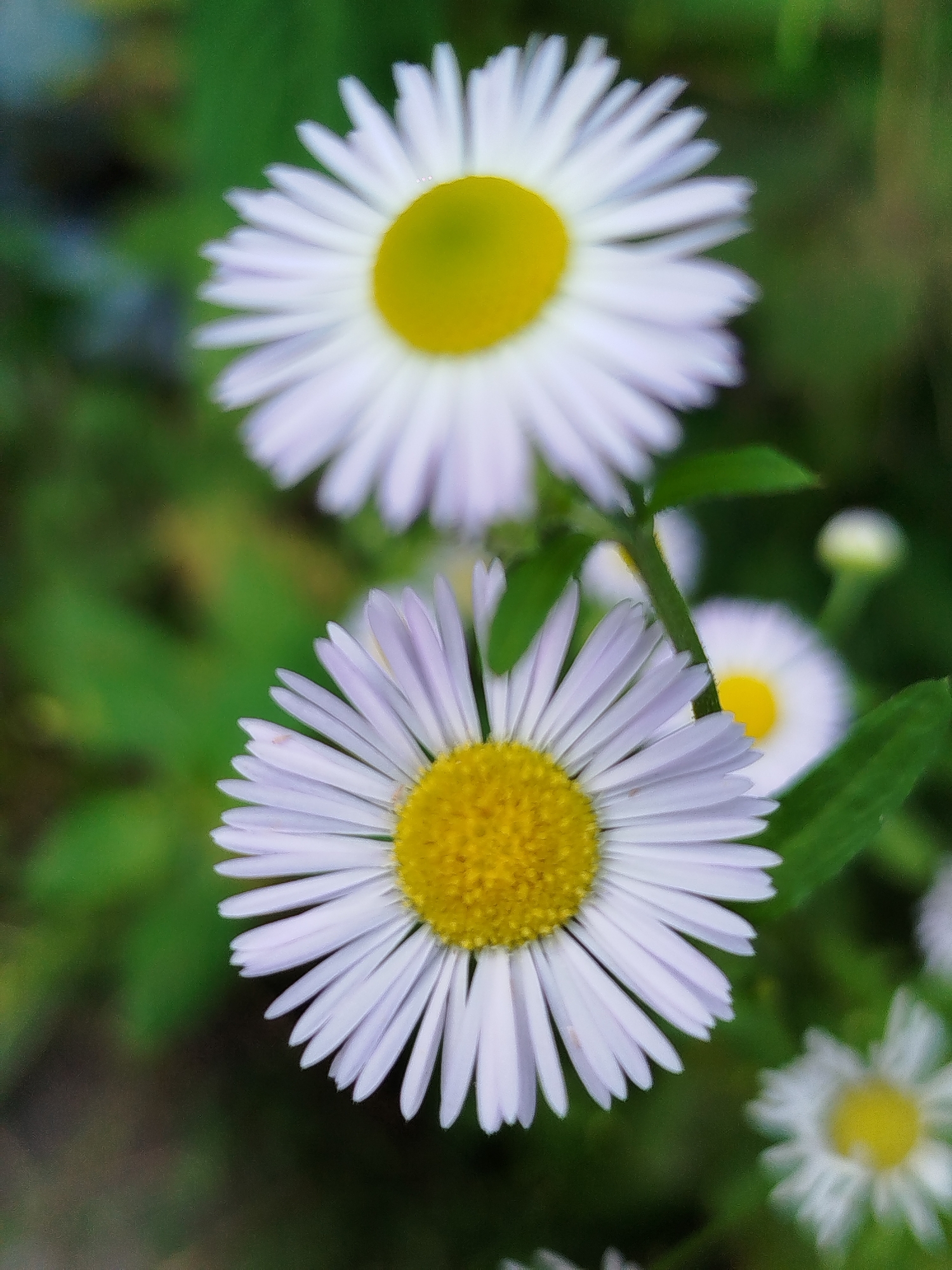 This is a close-up, vertical shot of several daisy-like flowers with white petals and yellow centers. The flowers are blurred, with the frontmost flower being the sharpest and most detailed. The background is a soft, green blur of foliage. The scene appears to be in a natural outdoor setting.