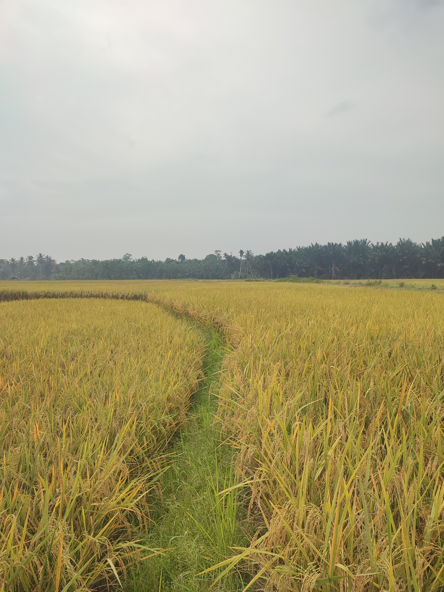 This image presents a serene landscape dominated by a vast rice paddy field in Blangriek, Indonesia. The field is covered with mature rice plants, exhibiting rich golden-yellow and light green hues, suggesting it is nearing harvest. A narrow, winding path of bright green grass cuts through the center of the rice field, creating a gentle curve that draws the eye into the distance.
In the background, a dense line of dark green palm trees and other tropical trees forms a distinct horizon, separating the field from what appears to be a distant forest or settlement. The sky is uniformly light gray and overcast or hazy, diffusing the light evenly across the scene without casting harsh shadows, which might indicate either early morning or late afternoon.
No people or man-made objects are visible within the frame, emphasizing the natural and agricultural environment. There is no visible text in the image. The scene evokes a sense of tranquility, vastness, and the natural beauty of a rural, agricultural setting characteristic of tropical regions like Indonesia.