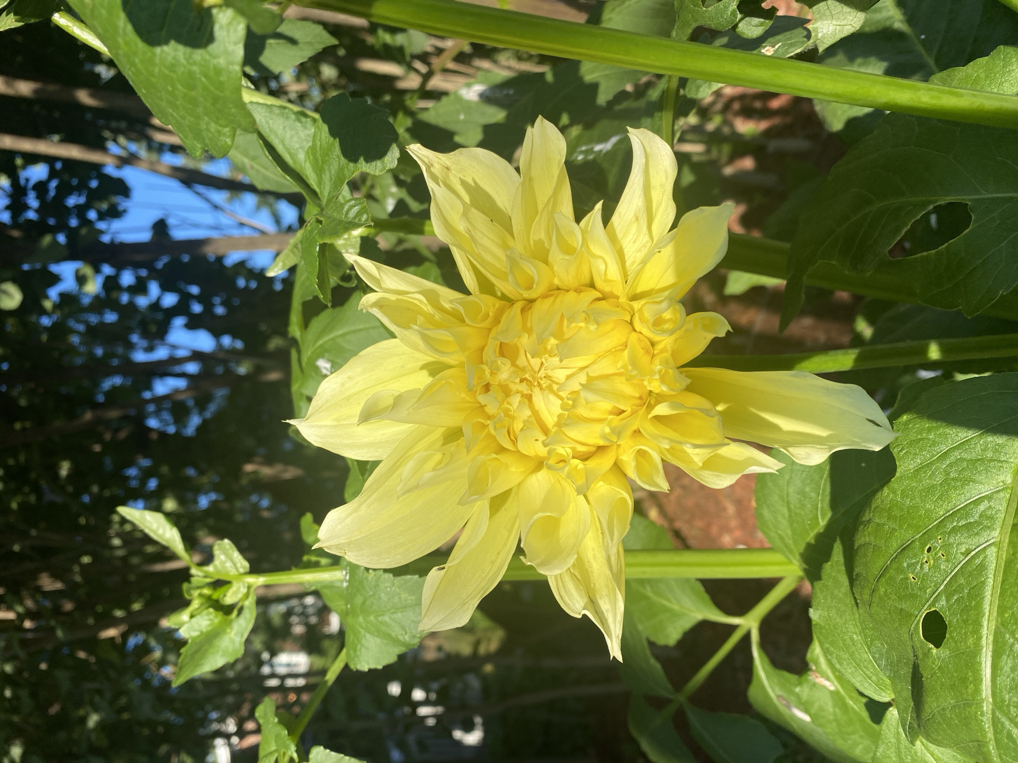 A close-up, eye-level shot features a large, vibrant yellow dahlia flower in full bloom. The dahlia's petals are layered and ruffled, creating a dense, textured center. The flower is positioned slightly to the left of the frame, with its stem extending downwards and to the right. Surrounding the dahlia are lush, green leaves, some of which show signs of being eaten, with small holes visible. The background consists of blurred trees, with dappled sunlight filtering through the foliage, and a bright blue sky peeking through the branches. The setting appears to be an outdoor garden in a residential area. The image was captured in Sainte-Anne-de-Bellevue, Canada.