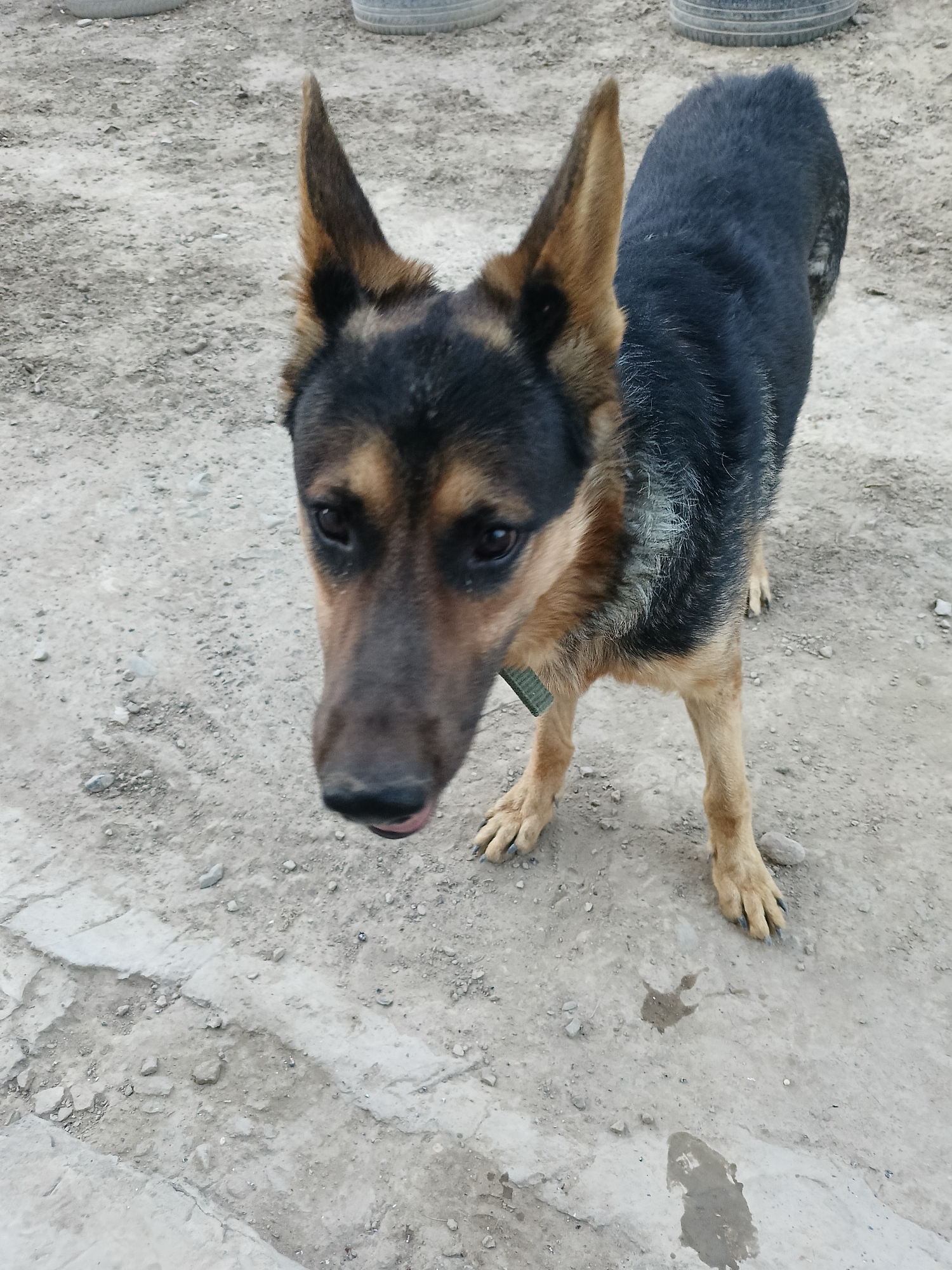 A medium-sized German Shepherd mix stands on a dusty, gravelly ground in what appears to be an outdoor enclosure or yard. The dog is facing the camera with its head slightly tilted. It has black and tan fur, with pointed ears and dark eyes. A green collar is visible around its neck. The background shows more of the same ground surface, with some indistinct circular objects, possibly tires, in the upper portion of the image. There is a small puddle of water or wet patch on the ground in the lower right of the image. The overall impression is of an outdoor setting in a somewhat unkempt area, likely in the city of Tasboget, Kazakhstan.