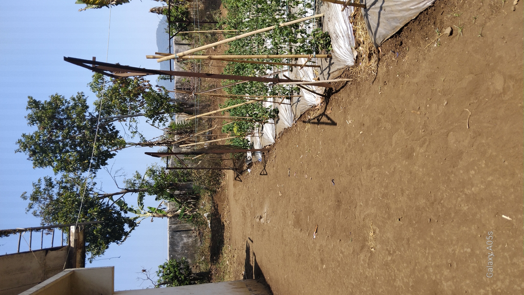 The image shows a dirt path next to a garden bed covered with white plastic sheeting. The garden bed contains rows of green plants, possibly vegetables, supported by bamboo stakes. Several tall trees are visible in the background, along with a concrete wall and a building on the left side of the frame. The sky is clear and blue. A watermark in the lower left corner of the image reads "Galaxy A05s." The scene appears to be an outdoor agricultural or horticultural setting, likely in a rural or semi-rural area, and is consistent with the environment found in Sumedang, Indonesia. There are no people or animals visible in the image.