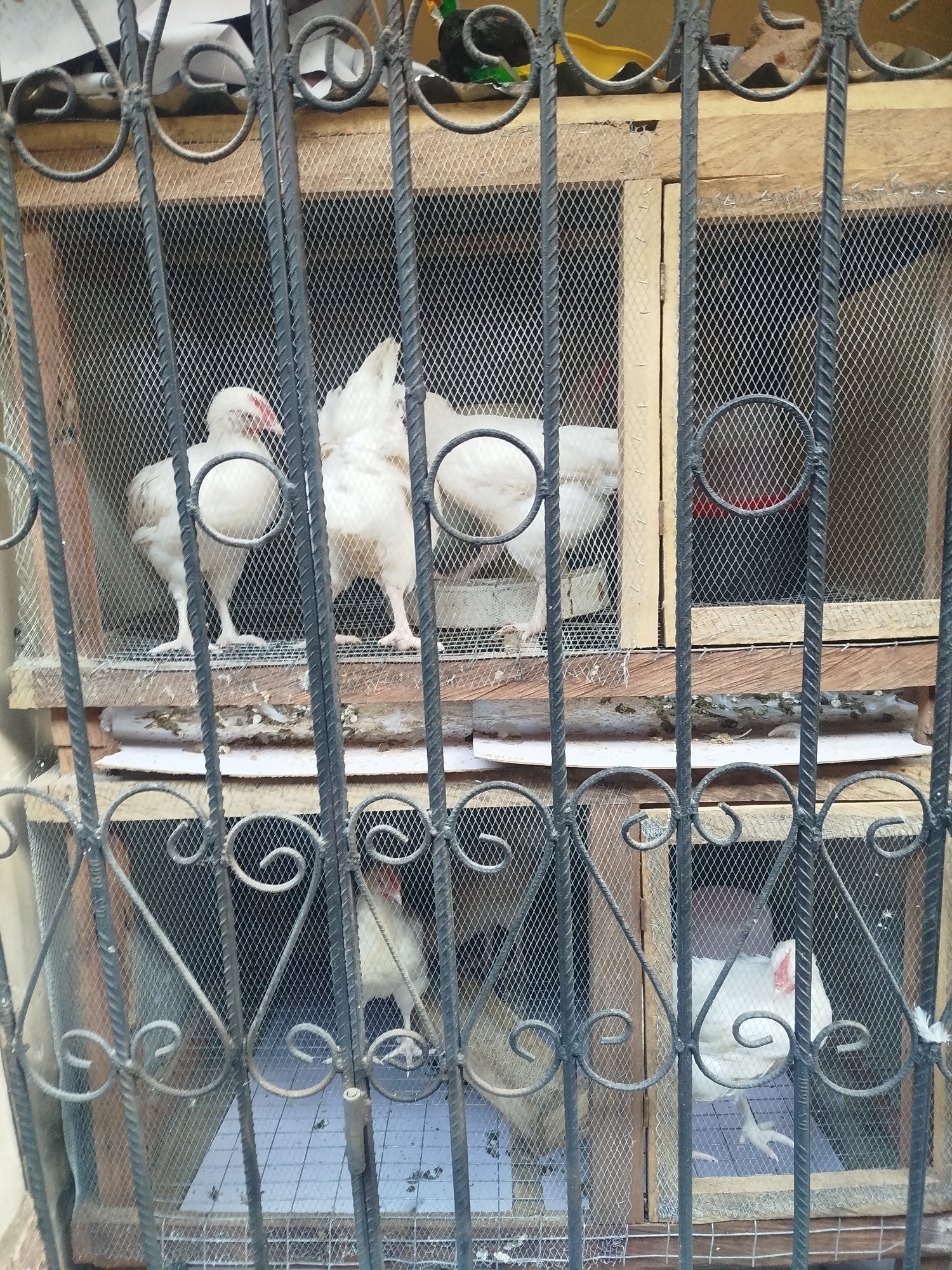 In the city of Isiehor, Nigeria, a caged enclosure houses several white chickens. The enclosure is constructed from wood and covered with wire mesh, with a decorative metal grate in front. The chickens are visible through the grate and mesh, some standing, others appearing to be resting. The enclosure appears to be outdoors, with a wall or structure visible to the left of the image. The scene is dimly lit, suggesting it may be taken during the day or in a shaded area.