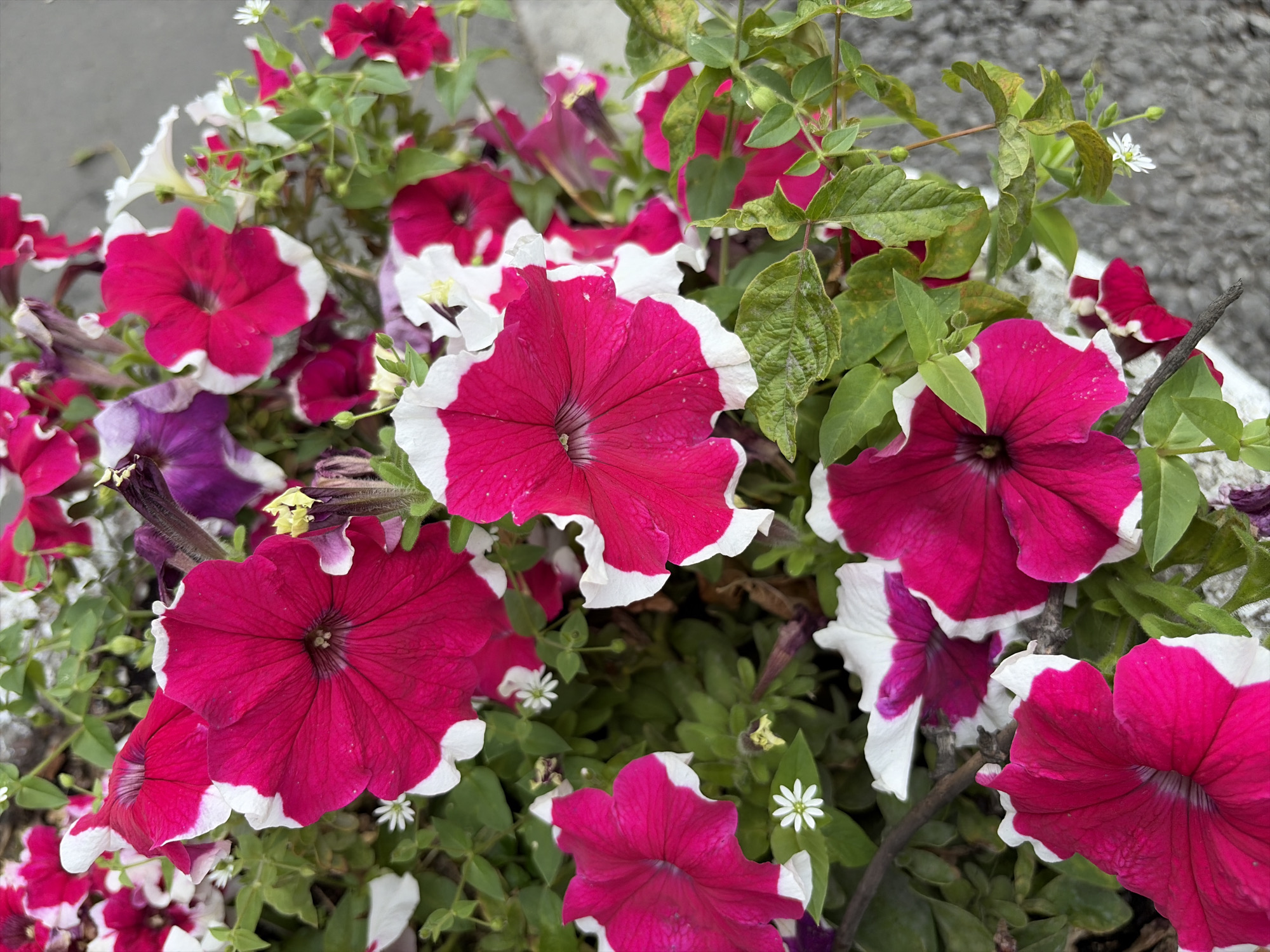This image shows a close-up view of a cluster of bright pink and white petunias. The flowers have ruffled edges and dark centers. Some of the flowers are fully open, while others are still in bud. The petals are velvety in texture. The background is a blur of green foliage and a gray, textured surface, possibly a sidewalk or pavement. There are also a few small white flowers scattered among the petunias. The overall impression is one of lush, vibrant floral growth. The image does not contain any identifiable landmarks or elements that would specifically place it in Moscow, Russia.