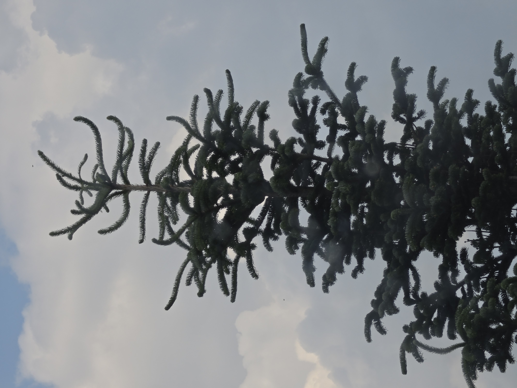 The image displays a tall, dark green conifer tree, likely a fir or spruce, centered against an overcast sky in Kyustendil, Bulgaria. The tree exhibits a dense, pyramidal form, with numerous branches extending horizontally and upward-curving at their tips. The foliage appears dark, almost silhouetted, against the diffused light of the sky. The central trunk is faintly discernible through the canopy. The sky background is predominantly grey and cloudy, with lighter, faintly blue-tinged clouds in the upper left quadrant and darker, denser clouds occupying the right and lower portions of the frame. Several small, dark, indistinct specks, possibly insects or debris, are visible against the sky, one in the upper left and another near the tree's upper right section. The tree's needles show a slight dampness, possibly from recent precipitation or mist. The perspective is from a low angle, looking upward at the tree. No people or additional identifiable objects are present.