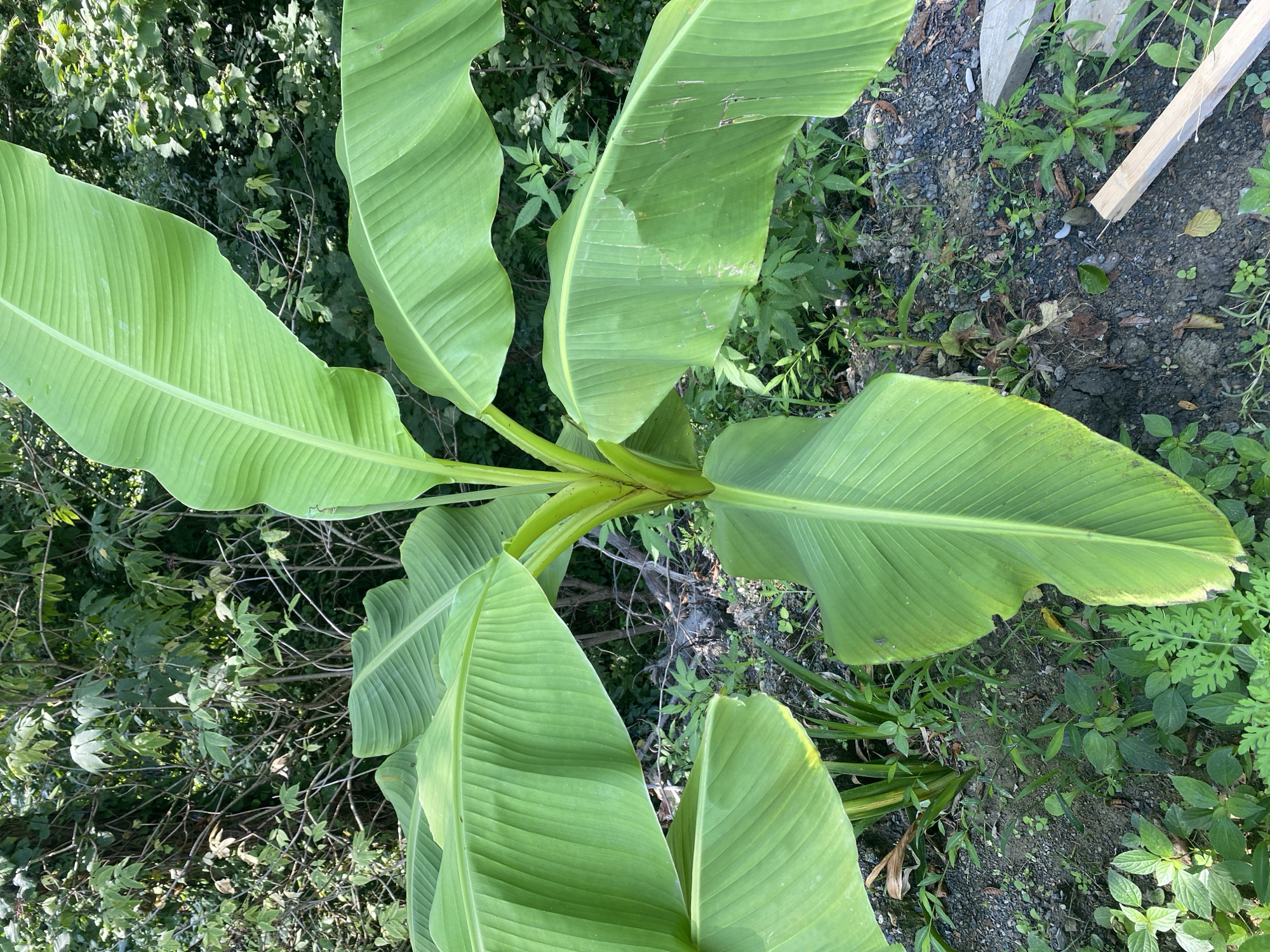 The image shows a close-up view of a young banana plant in an outdoor setting. The plant is in the center of the frame and has several large, vibrant green leaves that are characteristic of banana plants. The leaves are broad and elongated with prominent parallel veins. The plant appears healthy and is growing from a central stalk. The ground around the plant is covered with soil, small stones, and some sparse green vegetation. In the background, there is dense foliage of trees and other plants, suggesting a natural or semi-natural environment. The lighting indicates it is daytime, likely with sunlight filtering through the leaves. The image is taken from a slightly elevated angle, looking down at the plant. The location in Sergey-Pole, Russia, is not visually evident from the image itself, but the description of the flora suggests a temperate or subtropical climate where banana plants can be grown.
