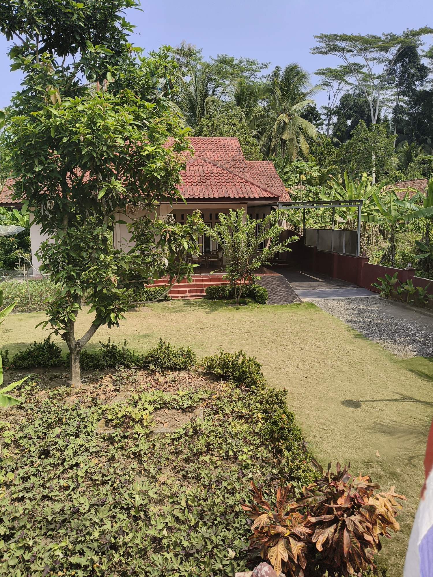 The image depicts a residential property in Desa Batukaras, Indonesia. A single-story house with a red tile roof is visible, surrounded by lush greenery and mature trees, including palm trees and what appears to be a mango tree in the foreground. A paved driveway leads to a covered carport area. The yard is manicured with a well-kept lawn and dense ground cover plants. In the background, dense tropical foliage and other structures are visible, suggesting a rural or semi-rural setting. The sky is clear blue. No people are present in the scene.