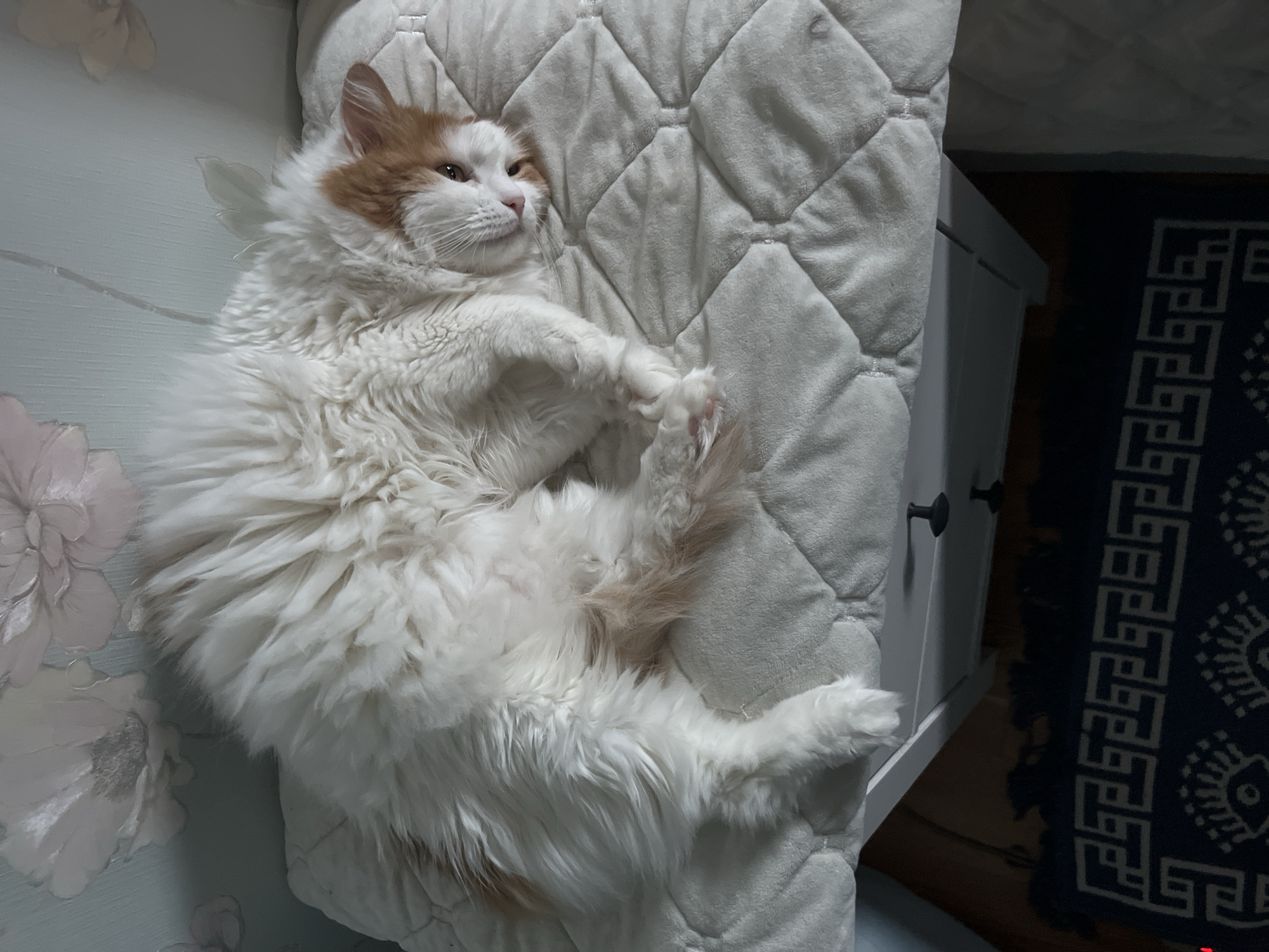 A fluffy, long-haired cat with white and orange fur is lying on its side on a quilted, white surface. The cat's eyes are open, and it appears relaxed. The background shows a wall with floral wallpaper. Below the quilted surface, a dark blue rug with a geometric pattern is visible, along with the top of a white dresser with black knobs. The scene appears to be indoors, likely in a residential setting in Ivanteyevka, Russia.