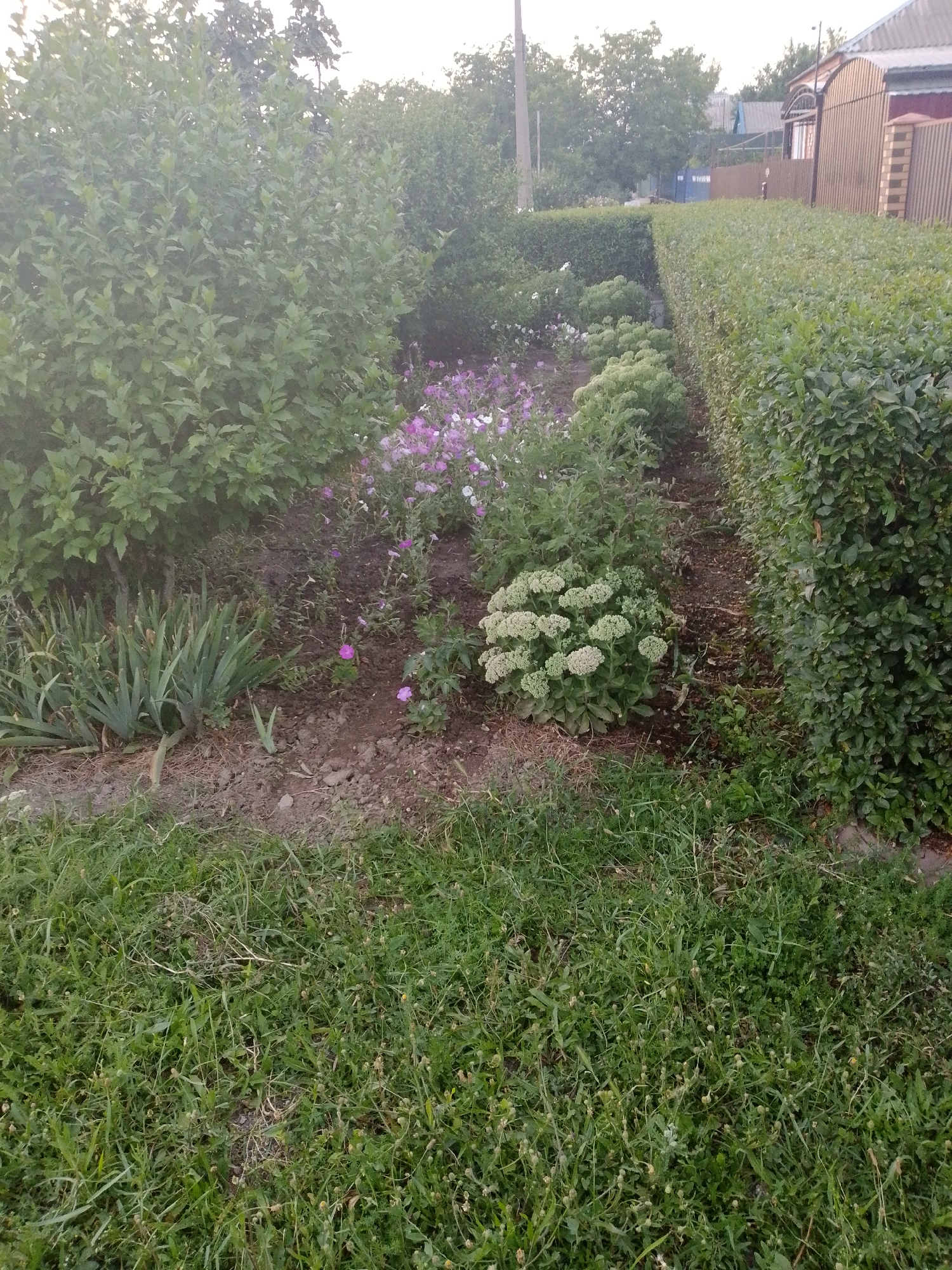 The image depicts a residential yard in Staroshcherbinovskaya, Russia, featuring a well-maintained garden area. The garden includes a variety of plants, such as tall green bushes, flowering plants with purple and white blooms, and a cluster of light green, bulbous plants. A neatly trimmed green hedge forms a boundary to the right of the garden, separating it from the rest of the property. The foreground is covered with a patch of green grass. In the background, a portion of a house with a tiled roof and a wooden fence is visible. The overall scene suggests a tranquil domestic setting on a clear day.